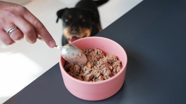 cane che annusa una ciotola di cibo fresco durante la transizione alimentare