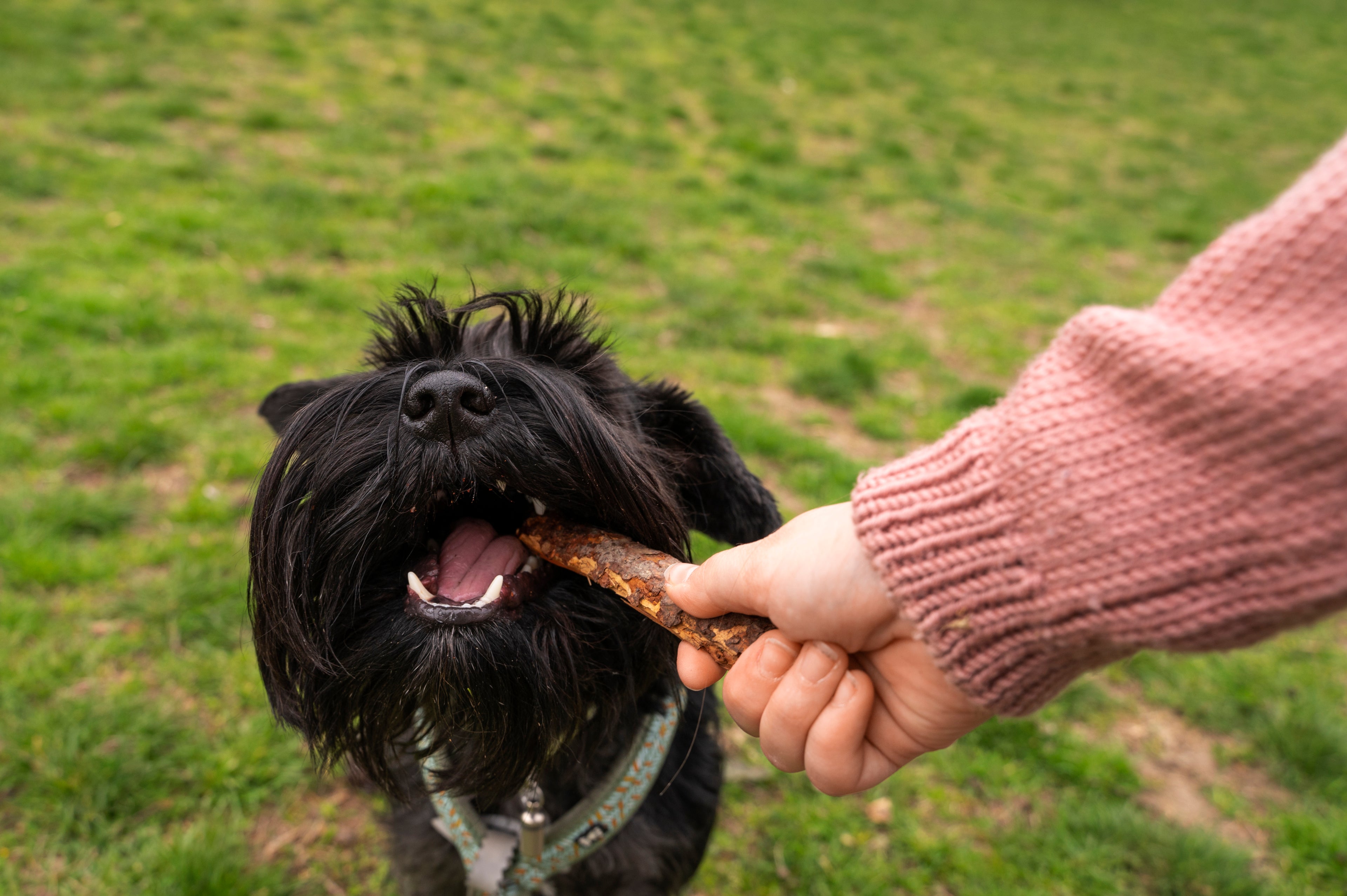 cane che mangia dalla ciotola all'aperto in primavera, alimentazione stagionale