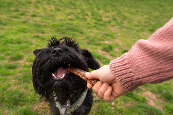cane che mangia dalla ciotola all'aperto in primavera, alimentazione stagionale