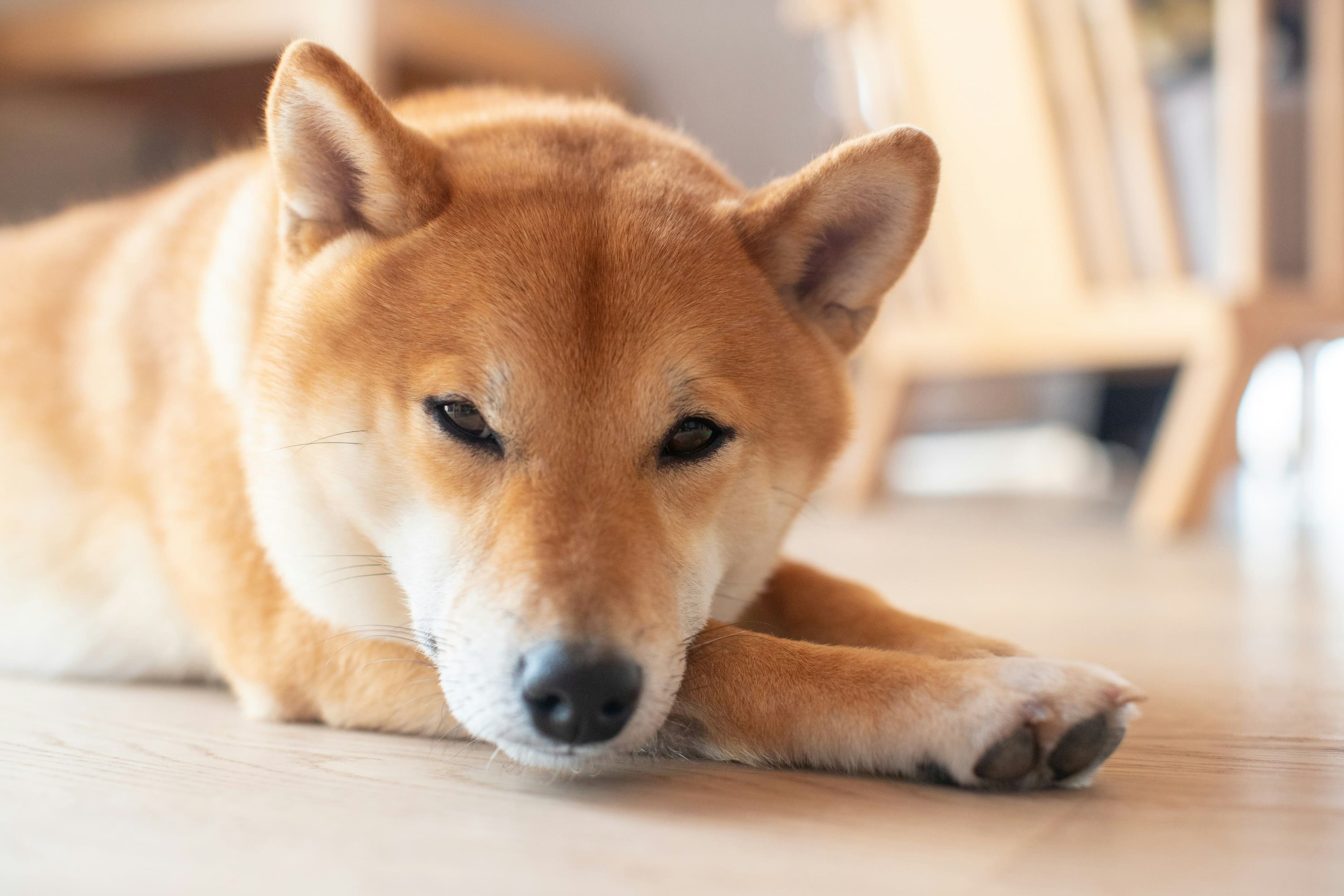 L'alimentazione ideale per il tuo Akita Inu