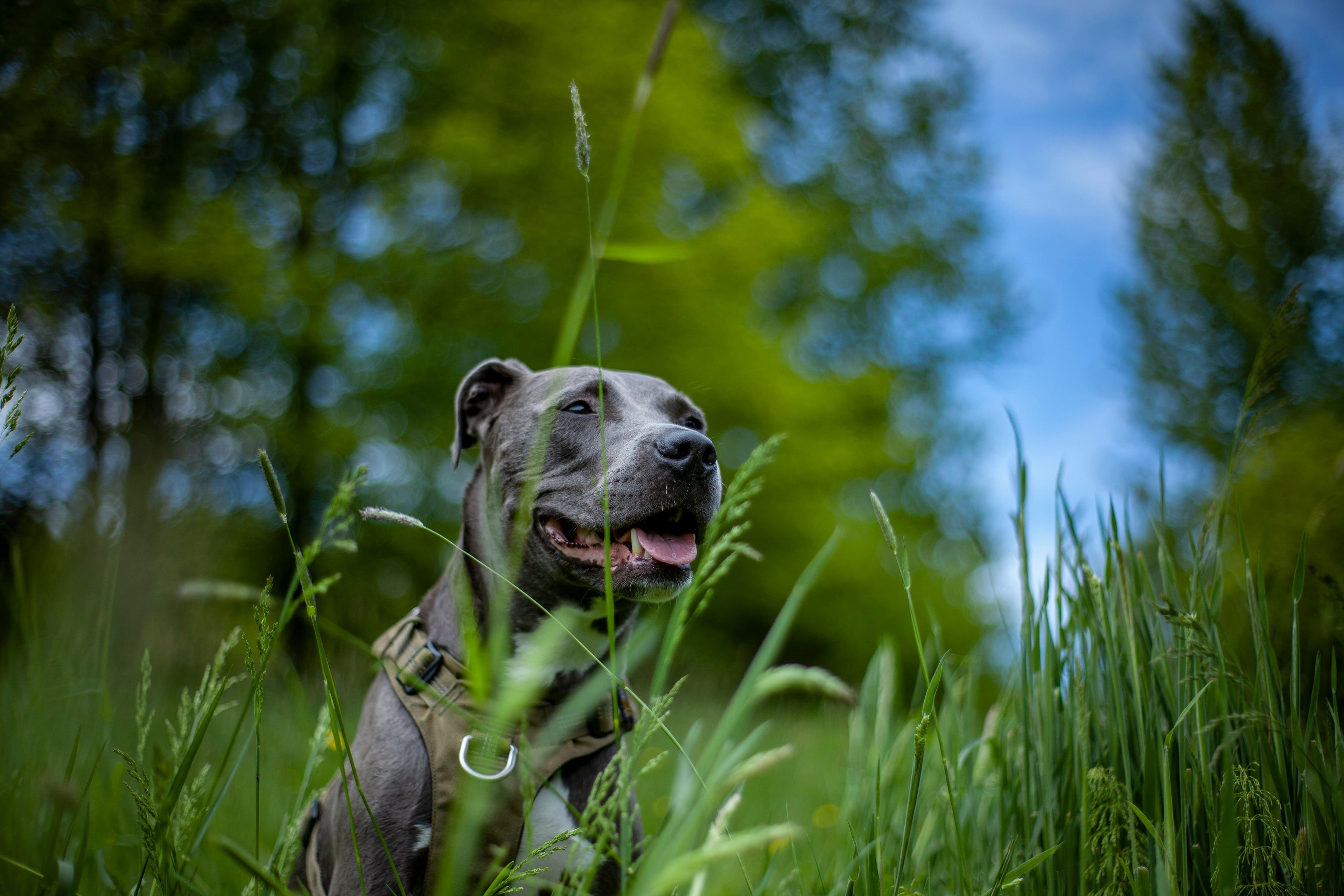 Alimentazione, dieta e caratteristiche del cane Amstaff: la guida completa