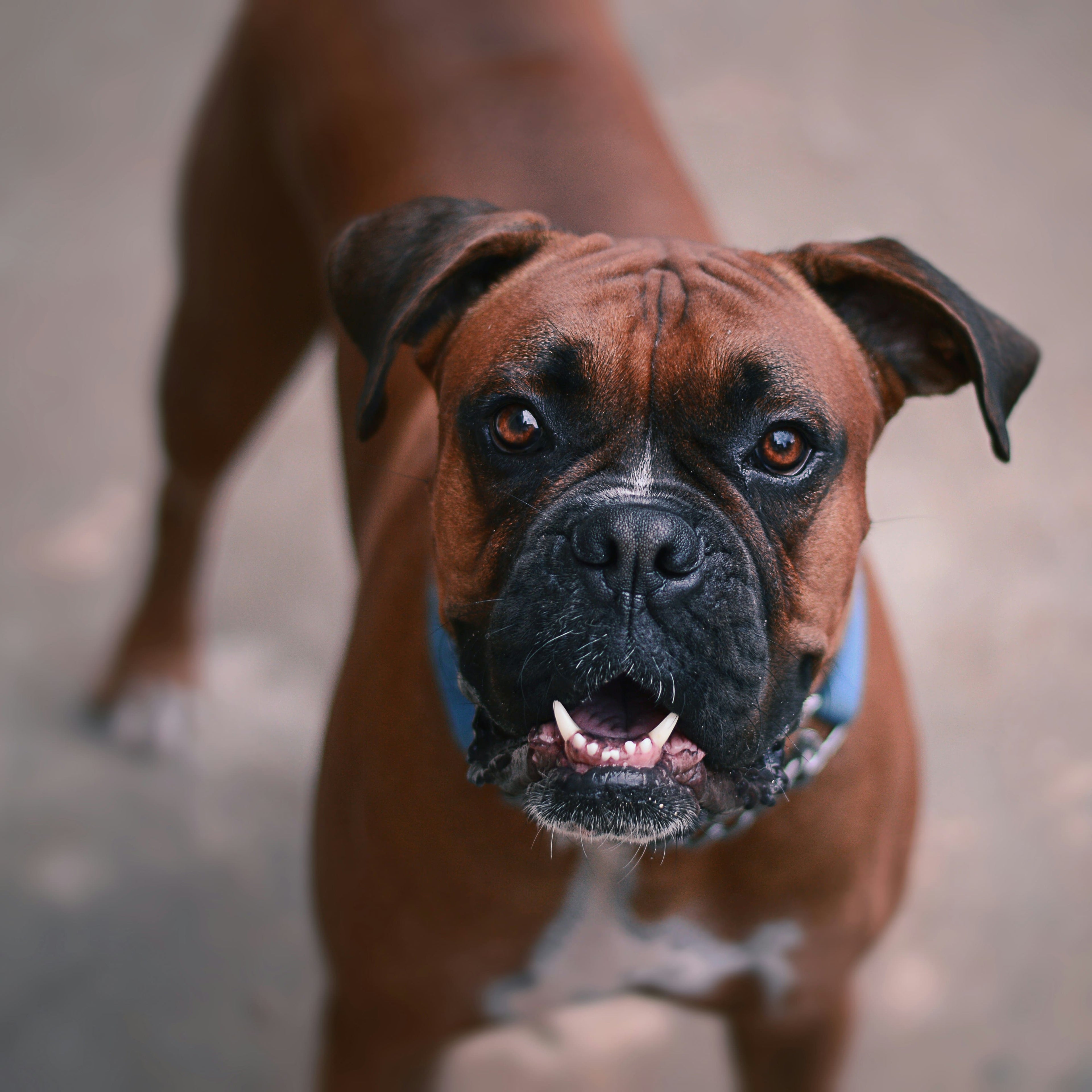 I consigli per l'alimentazione del tuo boxer