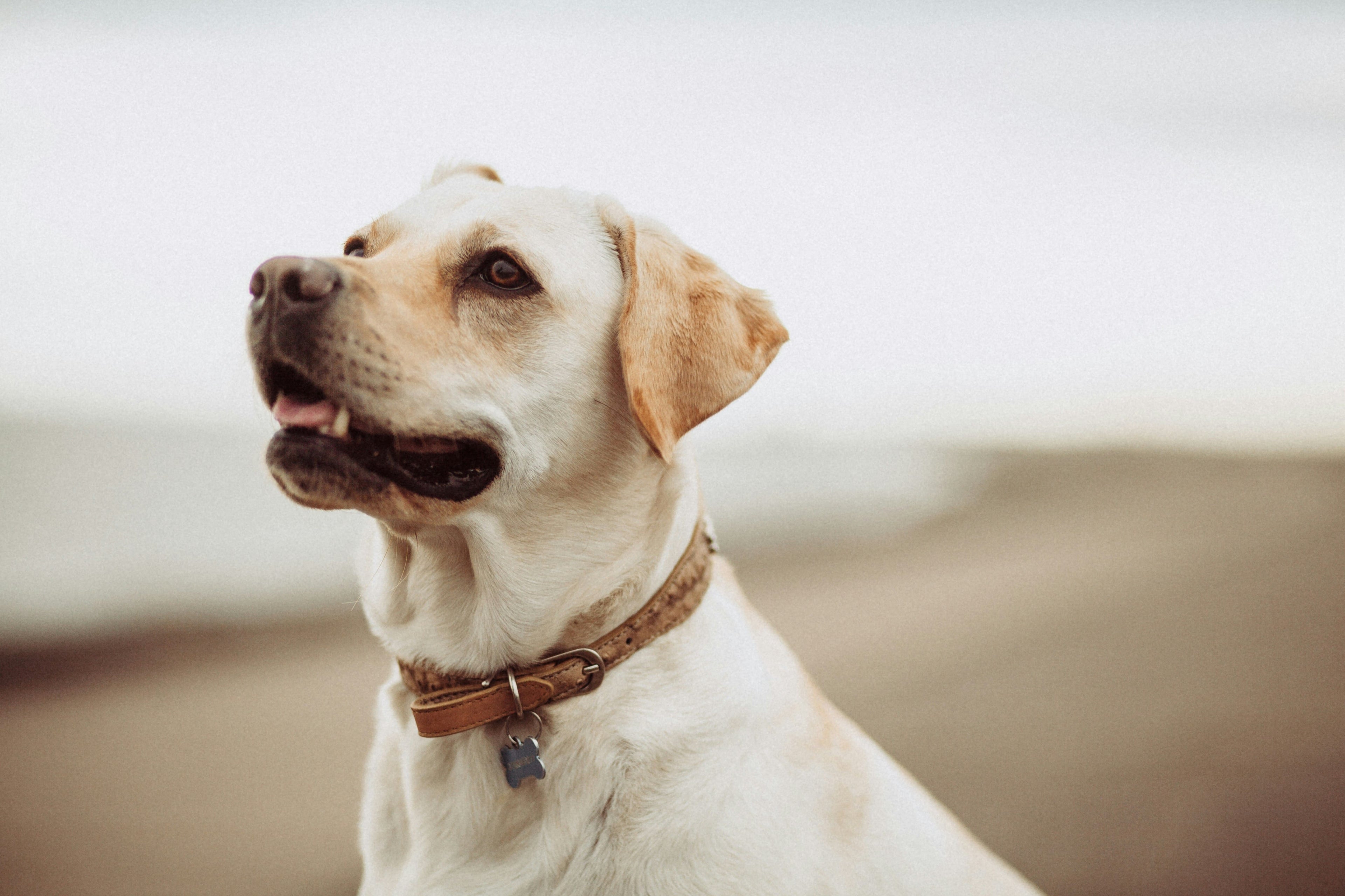 Qual è l'alimentazione ideale per i cani con la dermatite?