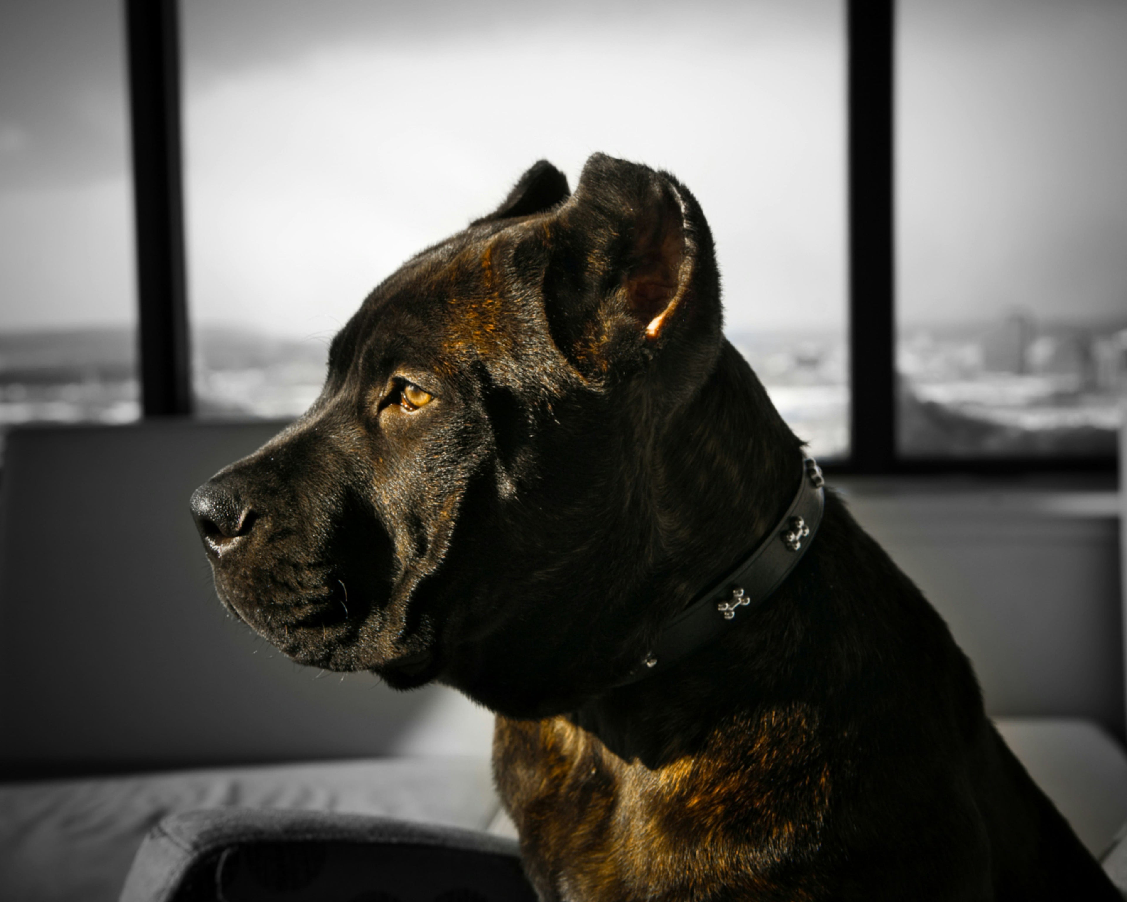 I consigli per l'alimentazione del tuo cane corso