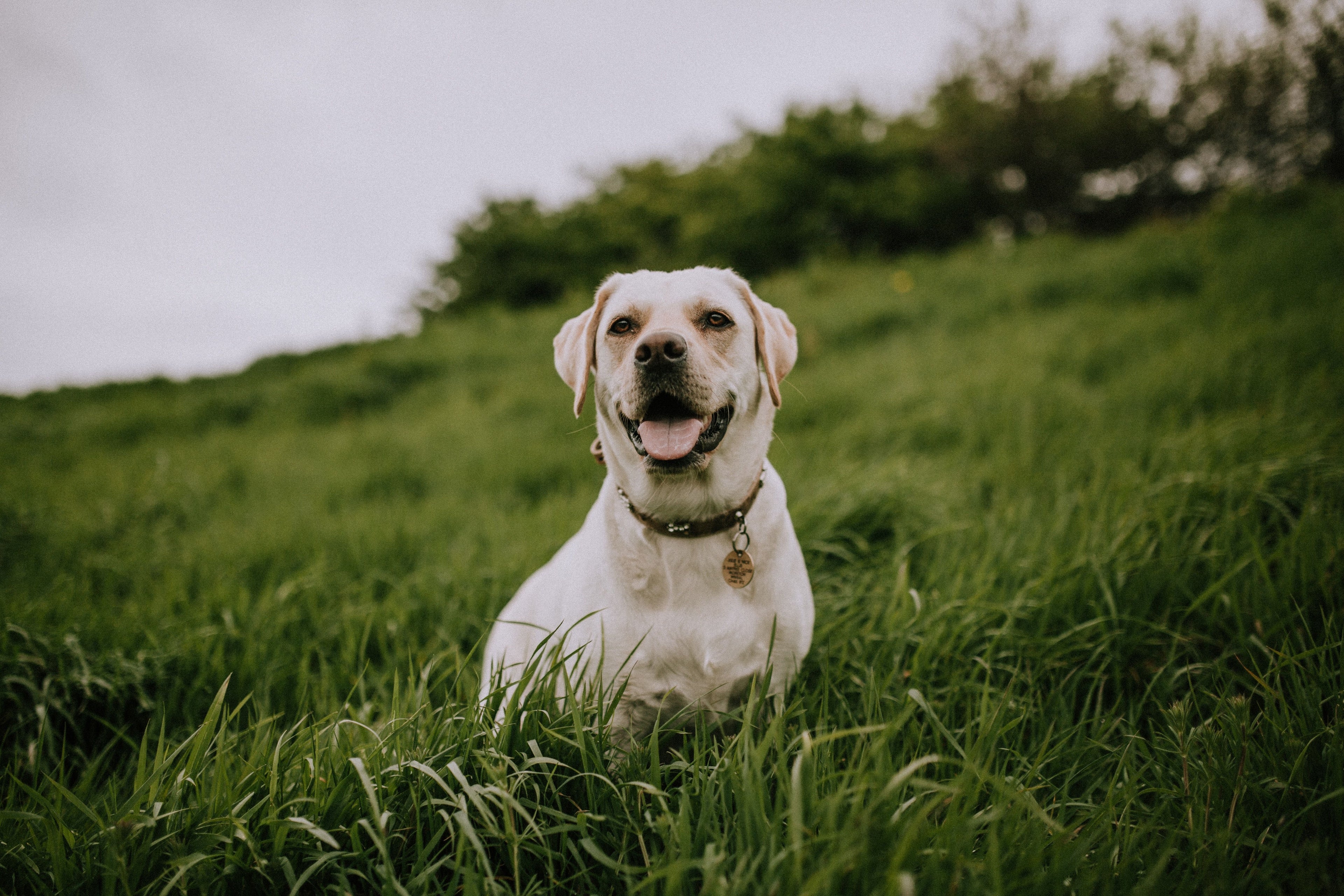 cane sterilizzato