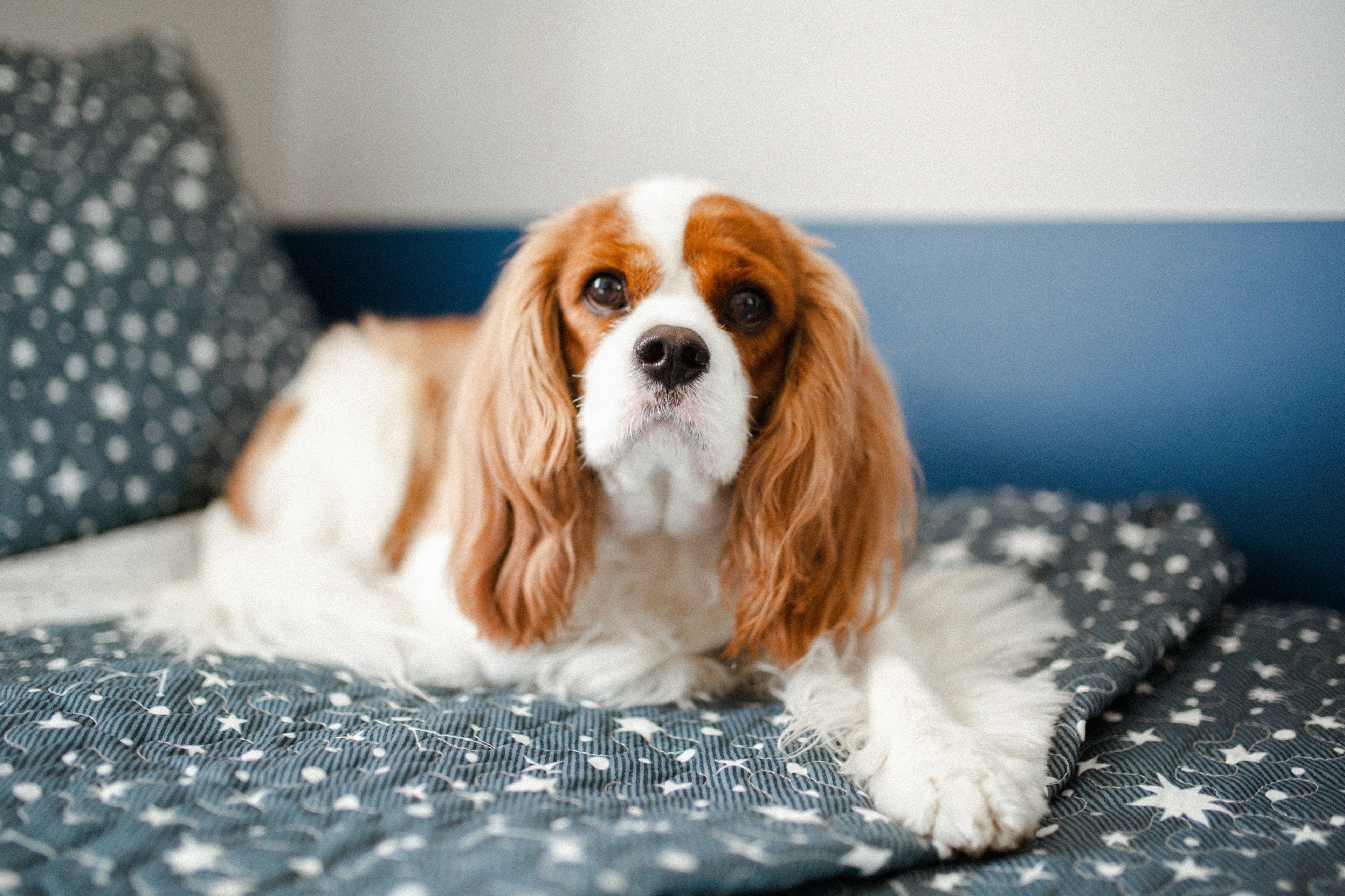 I consigli sull'alimentazione e la salute dei cavalier king