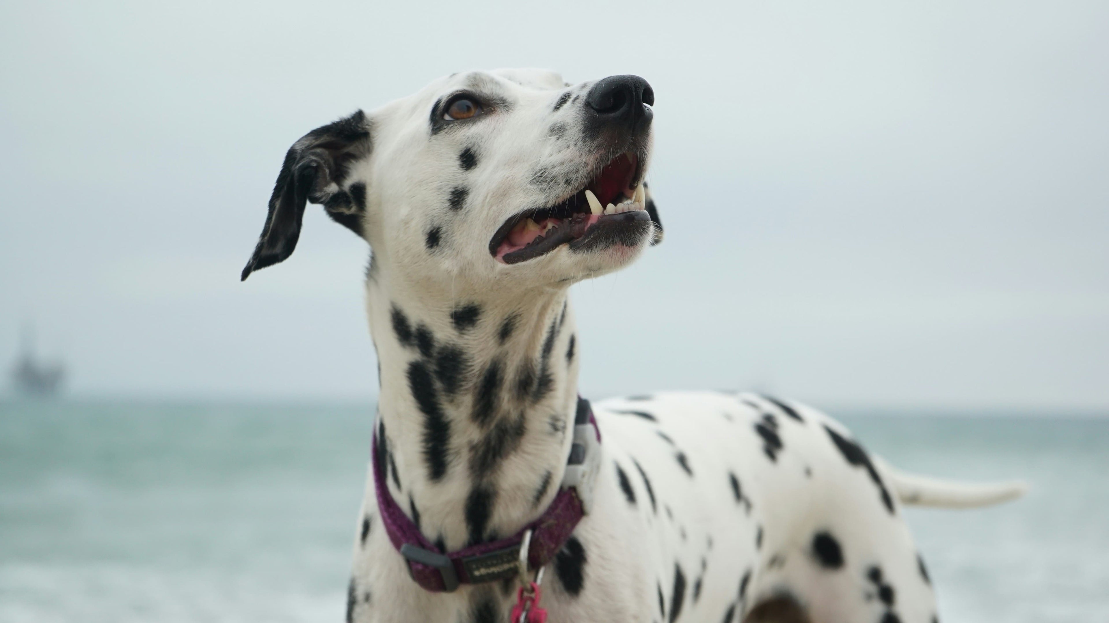 L'alimentazione e la dieta del cane dalmata