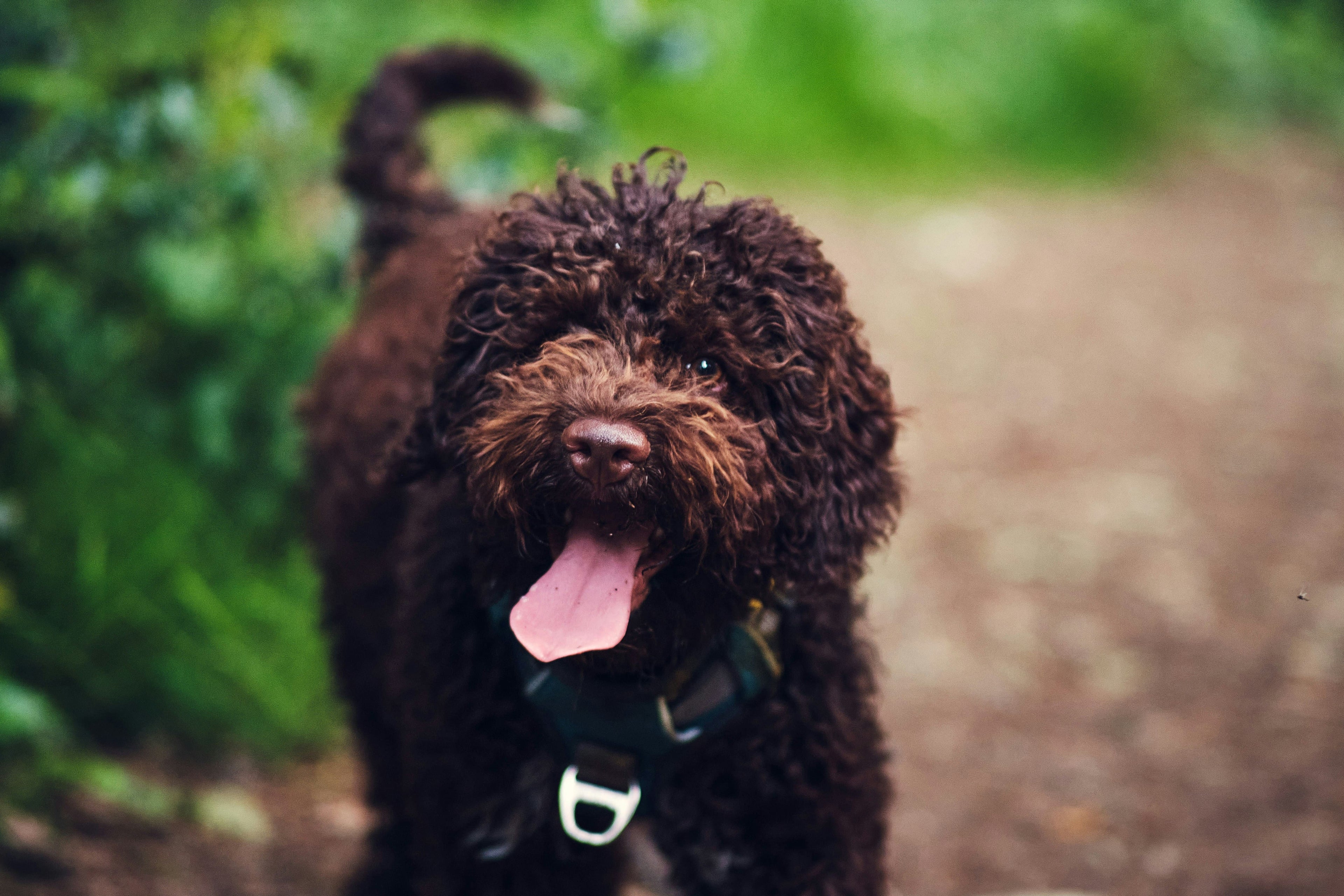 Il Lagotto: alimentazione, dieta e caratteristiche