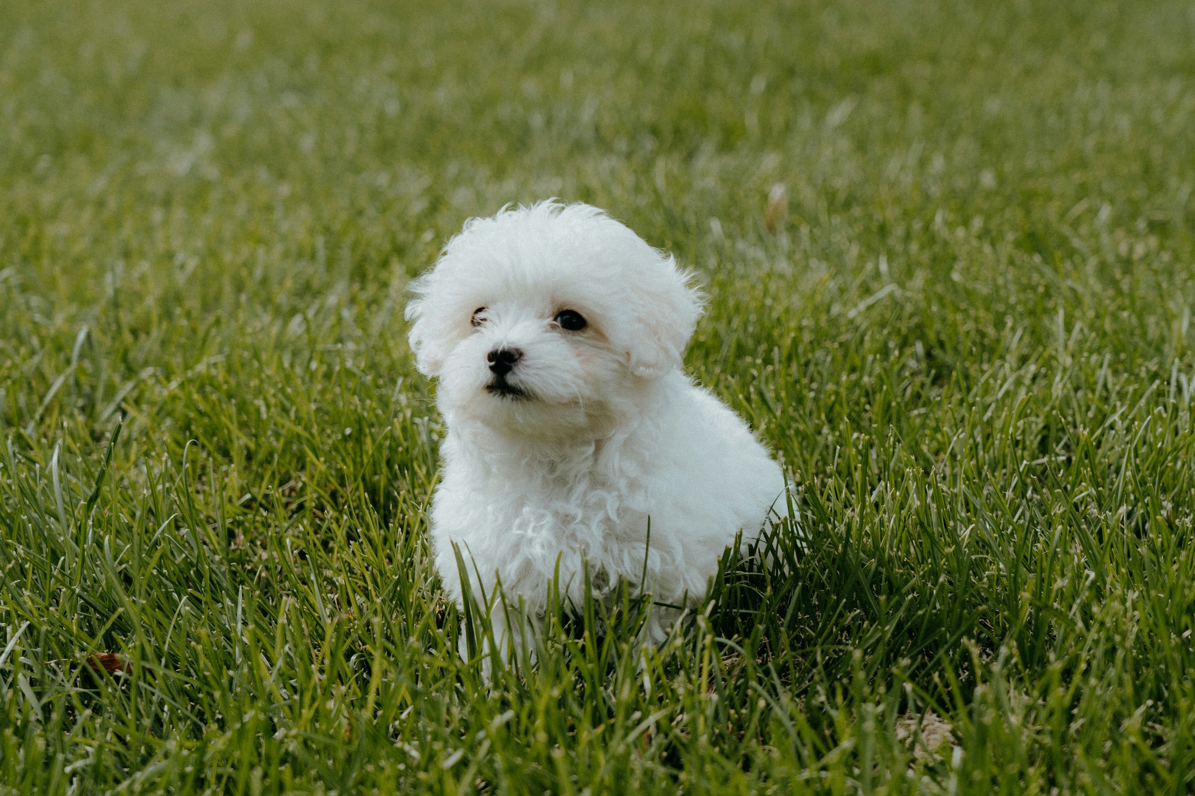 La guida completa all'alimentazione ideale per il tuo Maltipoo