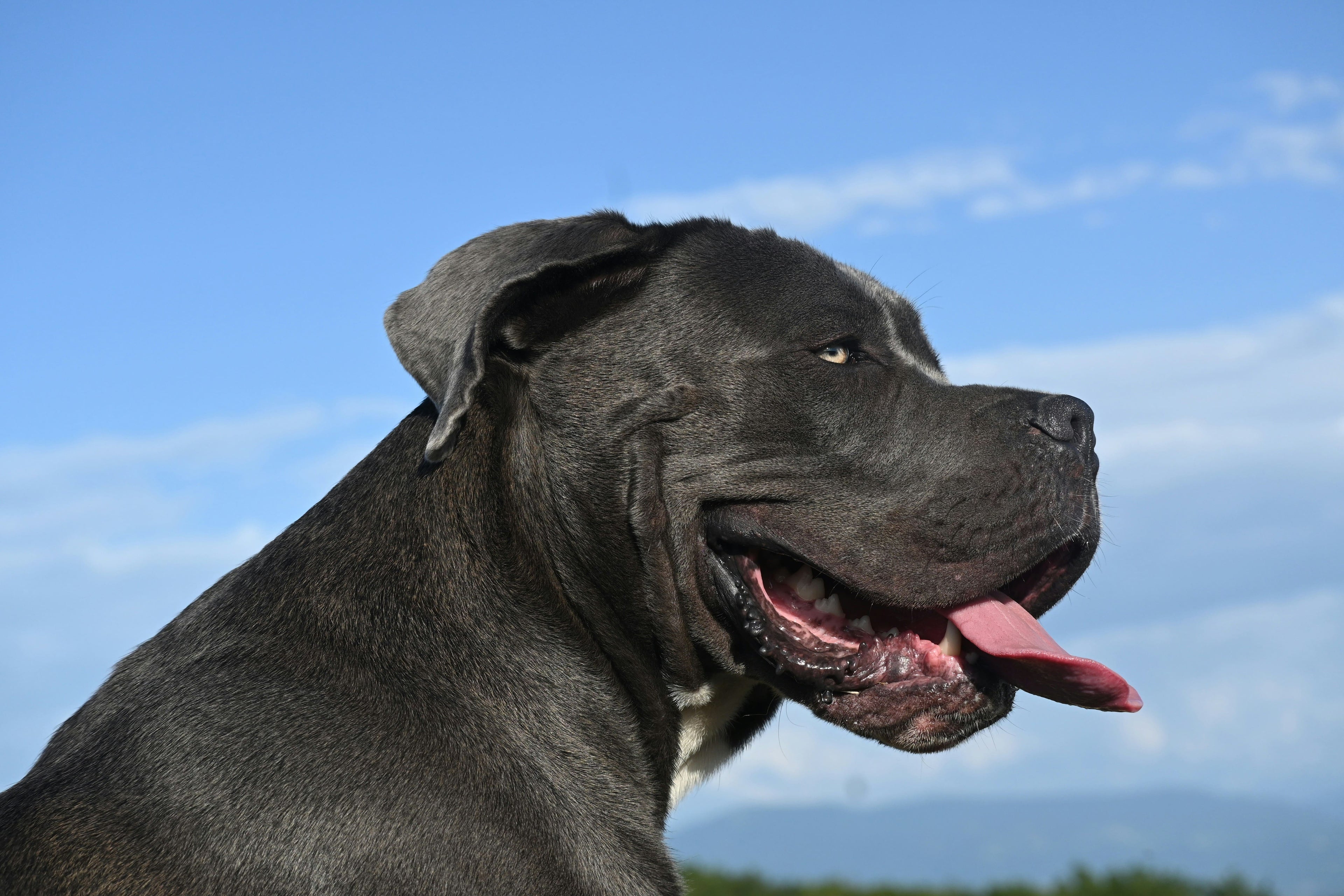 Tutto sull'alimentazione ideale del tuo mastino napoletano