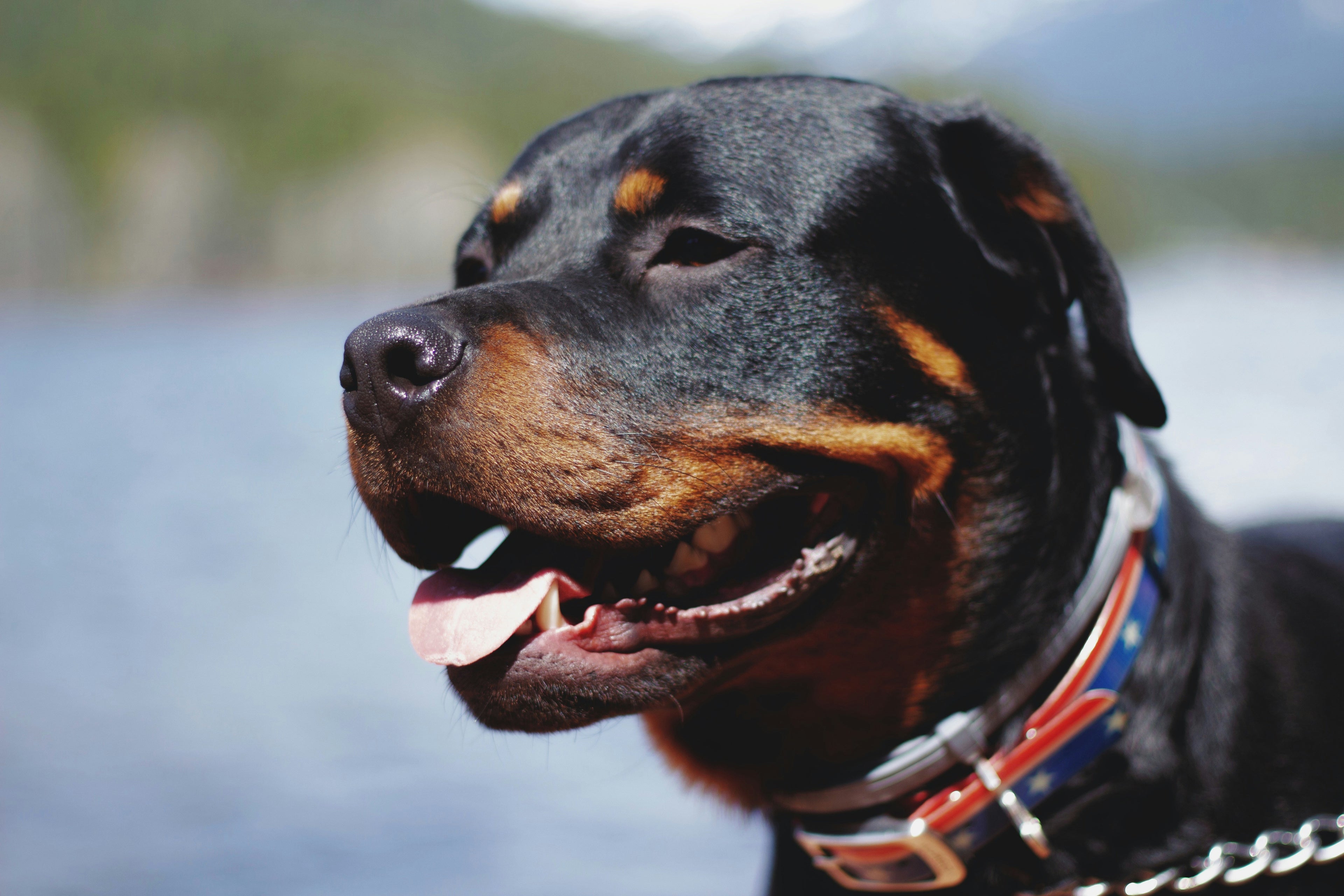 I consigli per l'alimentazione del tuo rottweiler