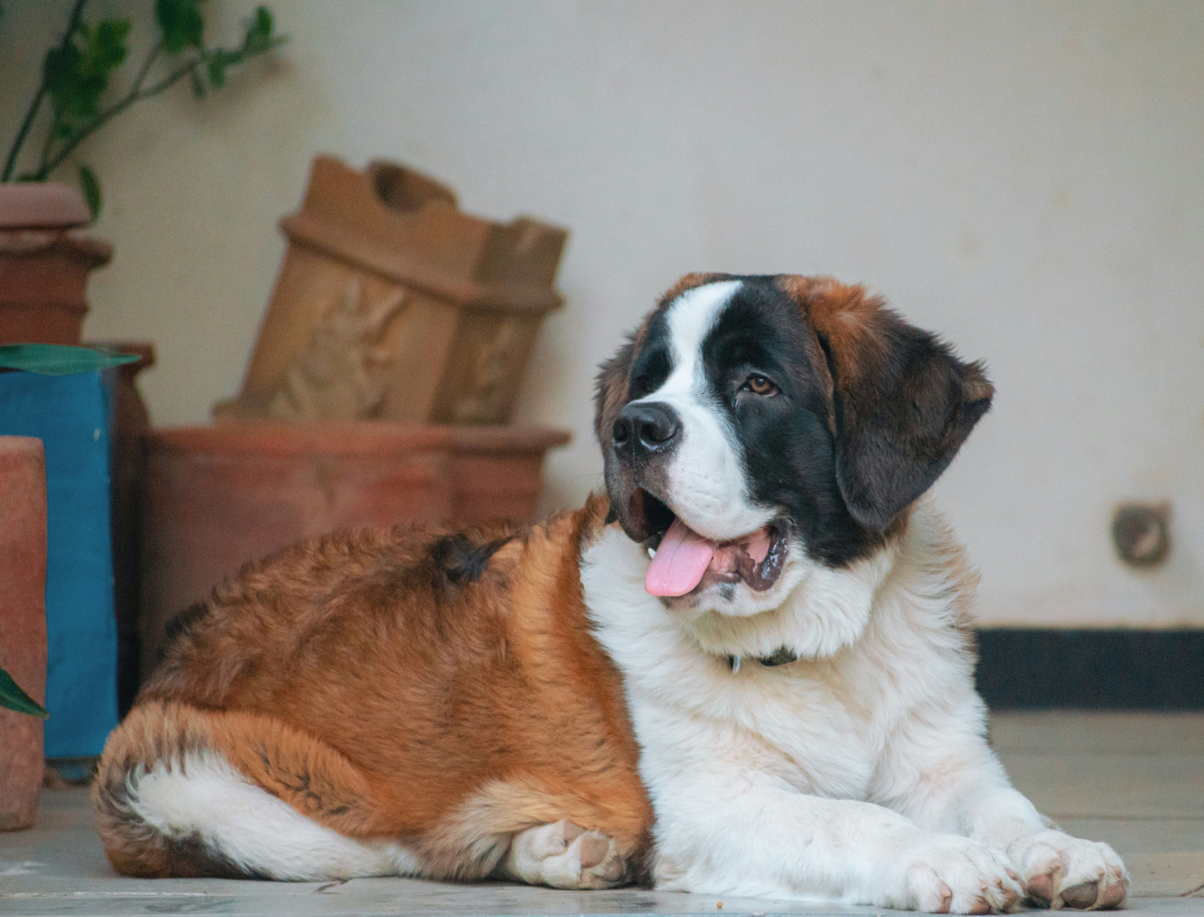 Alimentazione e caratteristiche principali dei cani San Bernardo