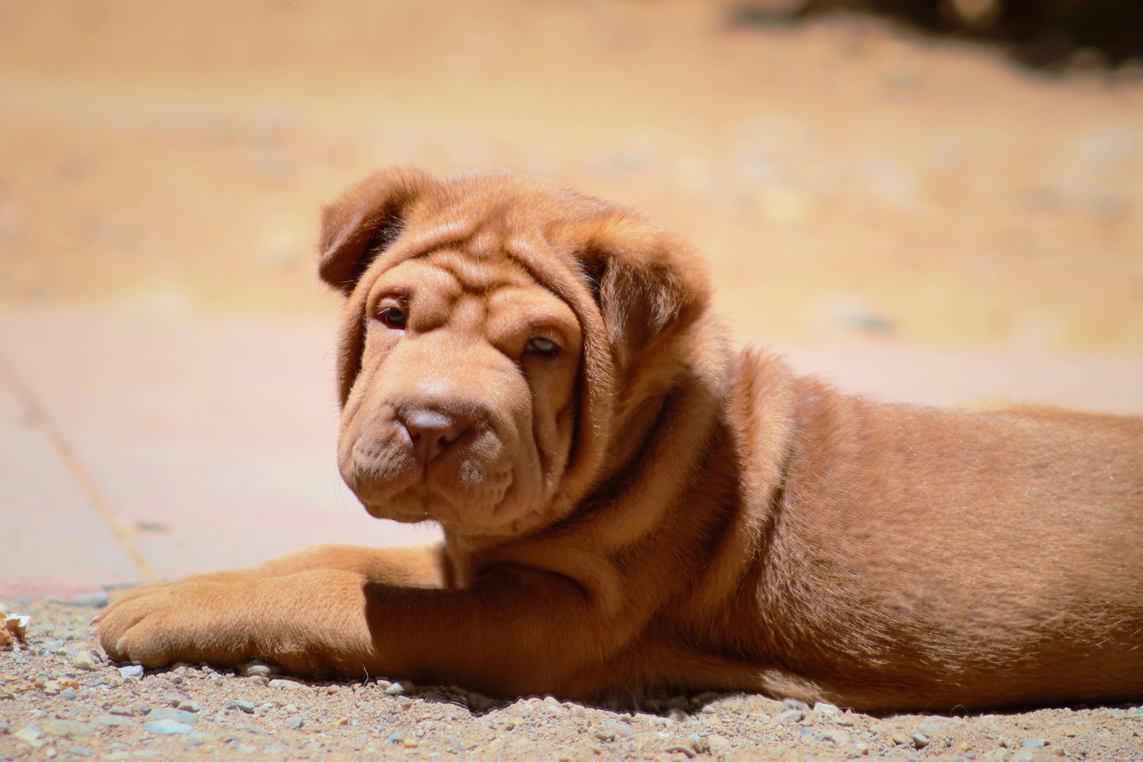 La dieta e l'alimentazione migliore per il tuo Shar Pei