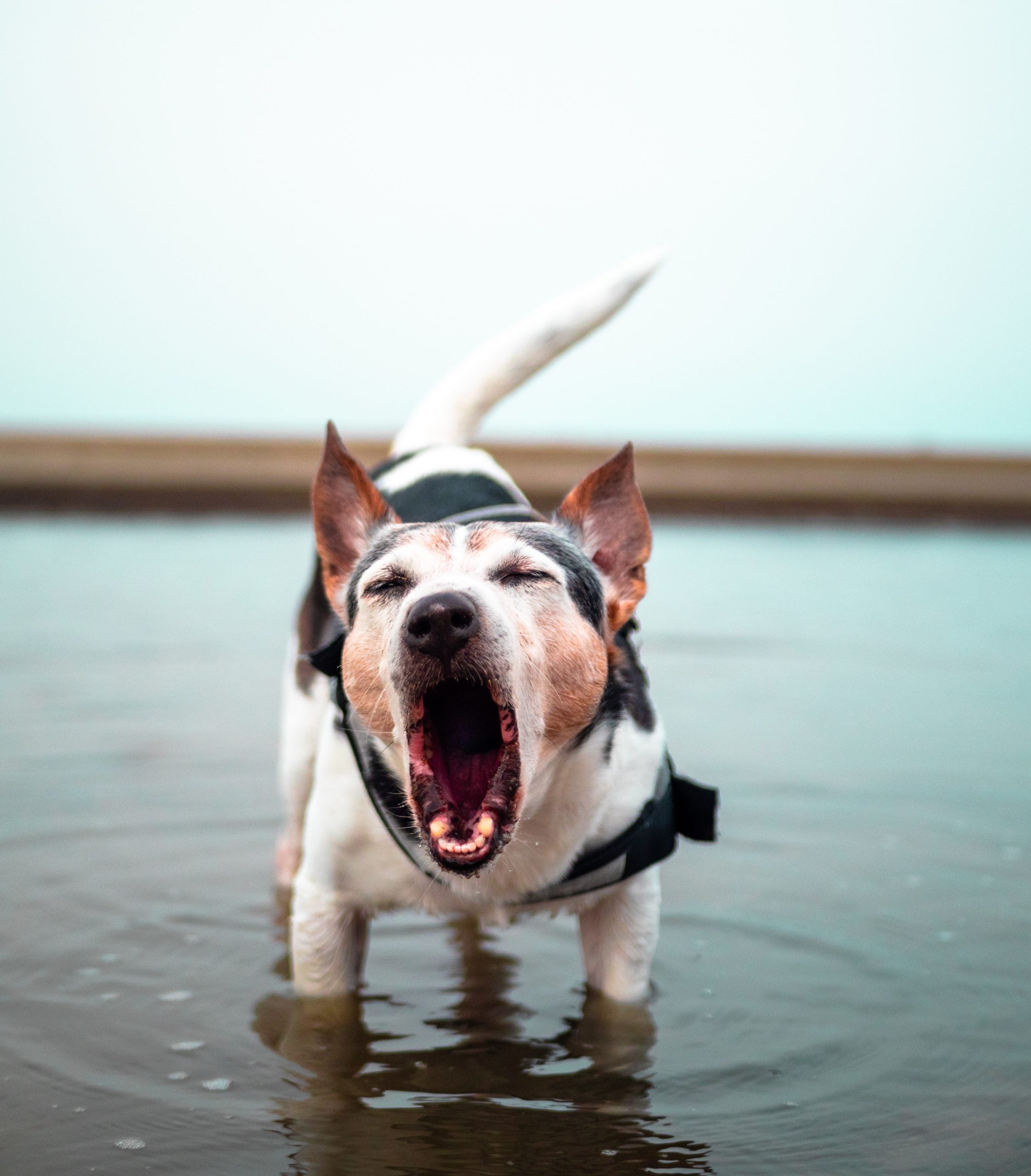 Il mio cane abbaia troppo! Cosa fare?