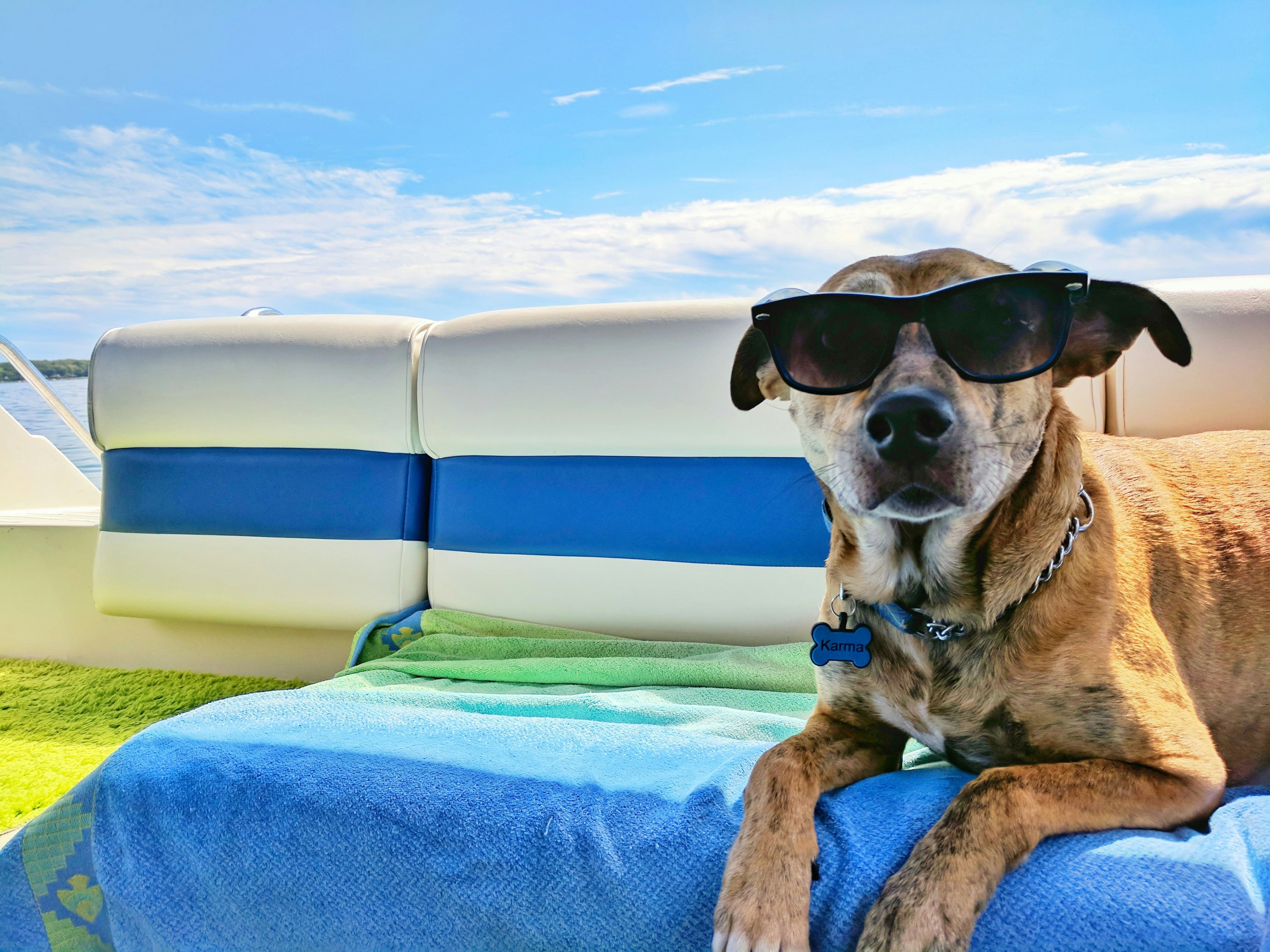 L'alimentazione del cane in estate: cosa fare se l'appetito diminuisce