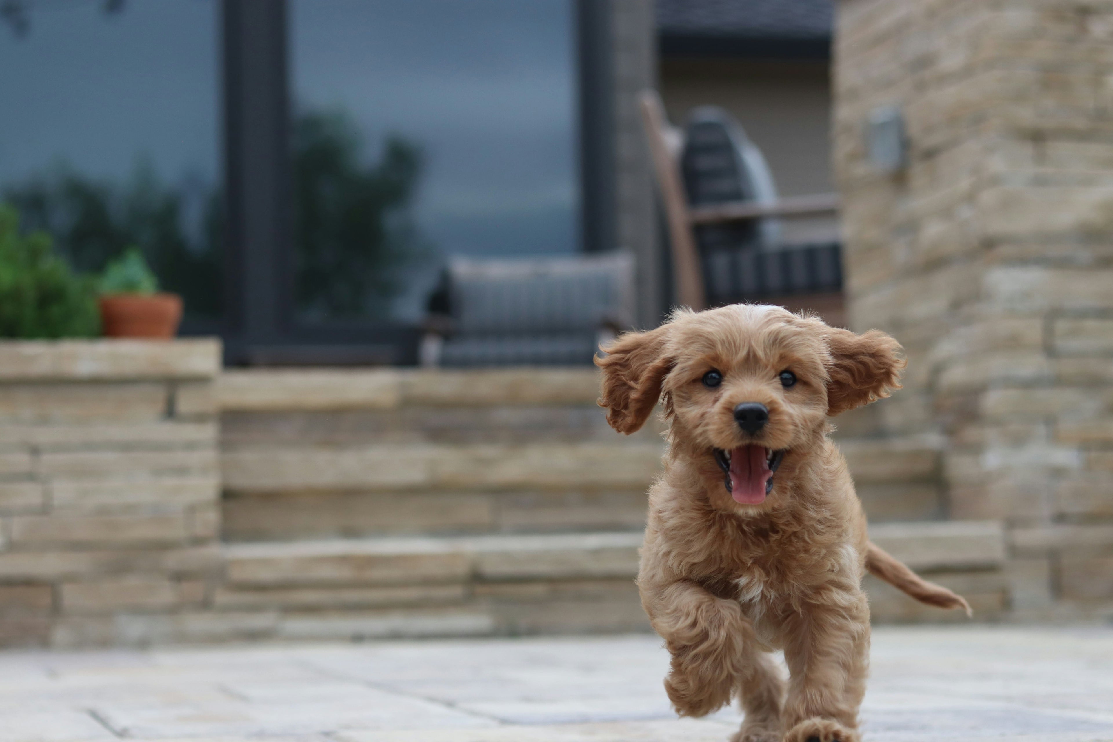 Come prepararsi all'arrivo di un nuovo cane in casa? 14 consigli utili