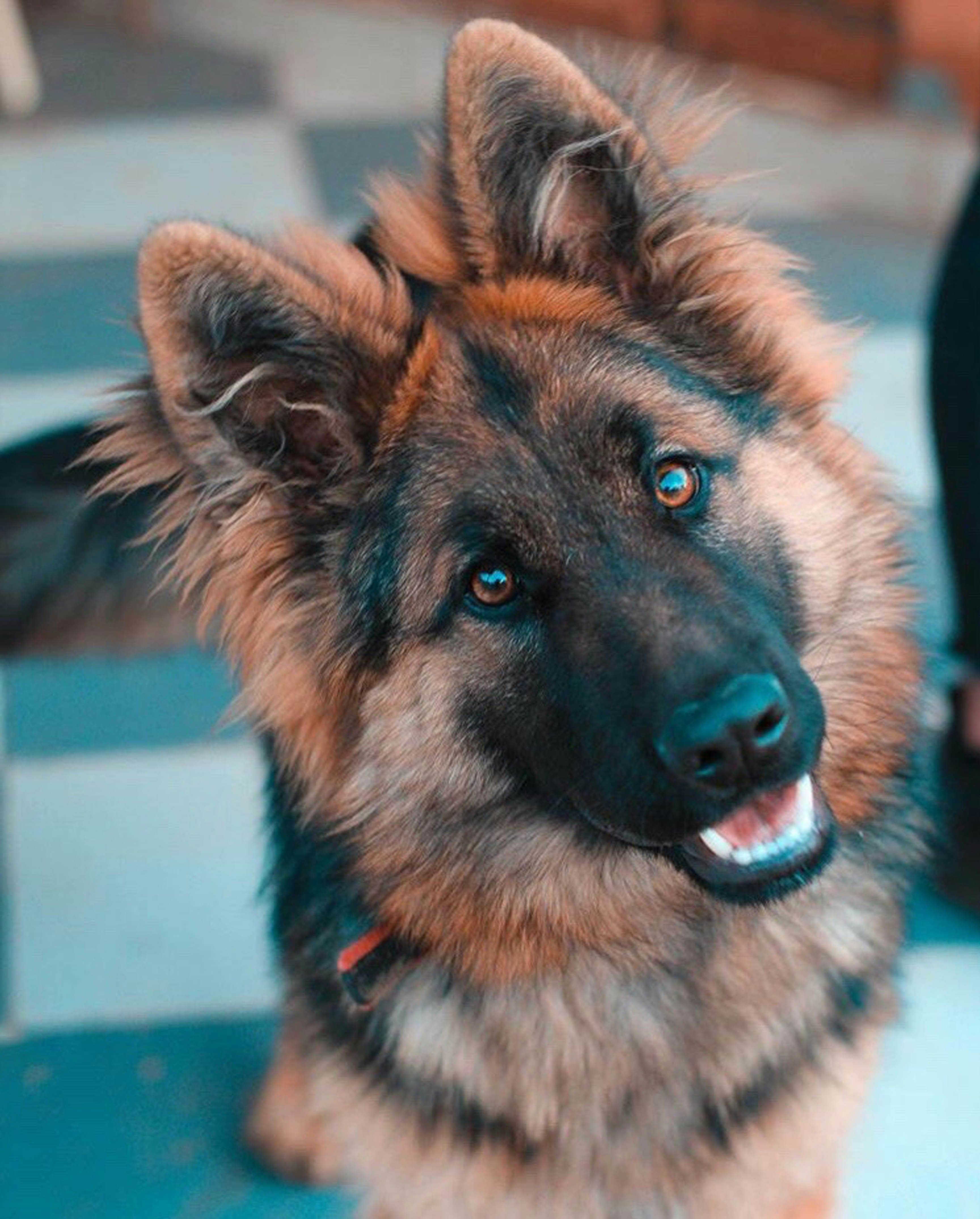 Cause, sintomi e trattamento dell'artrosi nel cane