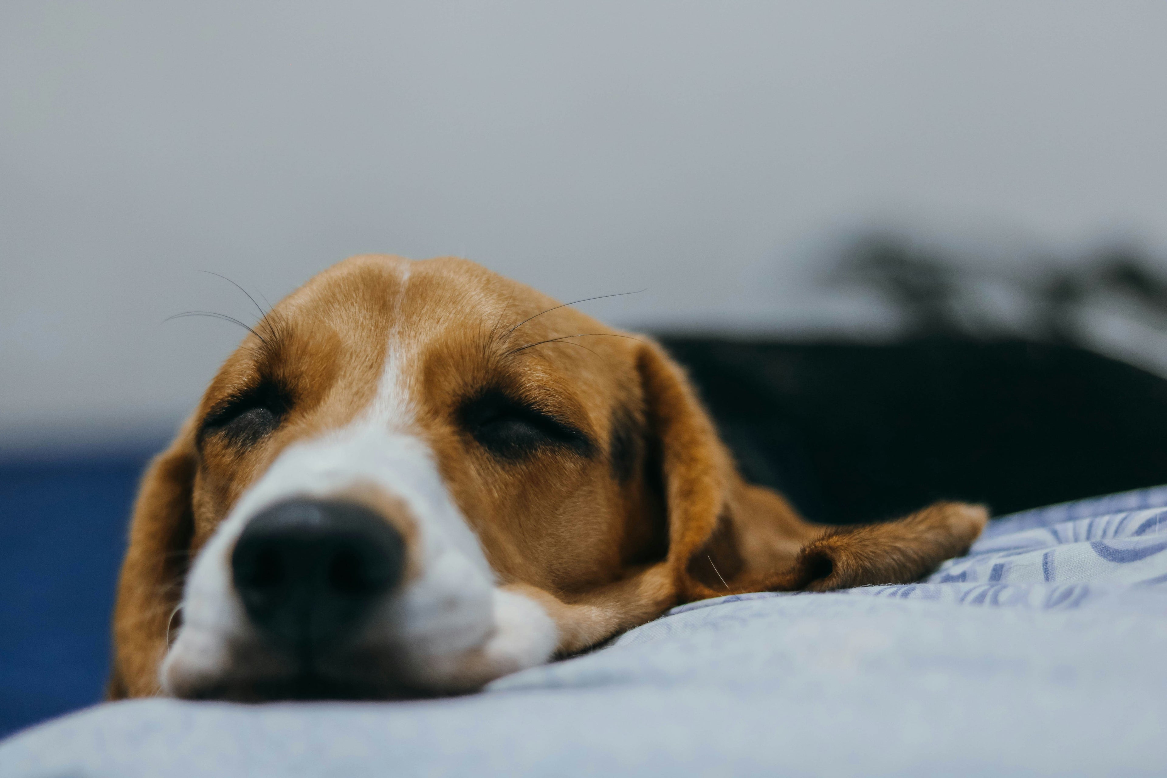Quali sono i sintomi dell'avvelenamento del cane e cosa fare