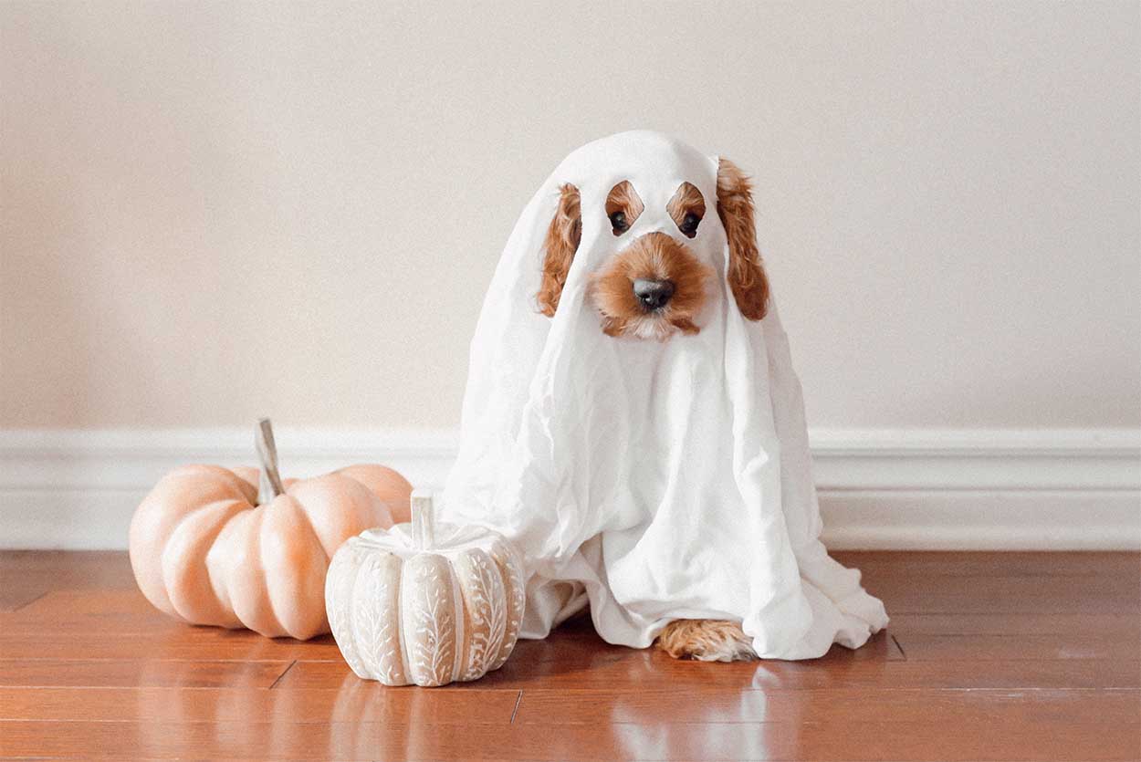 Halloween, la ricetta dei biscotti per cani fatti in casa