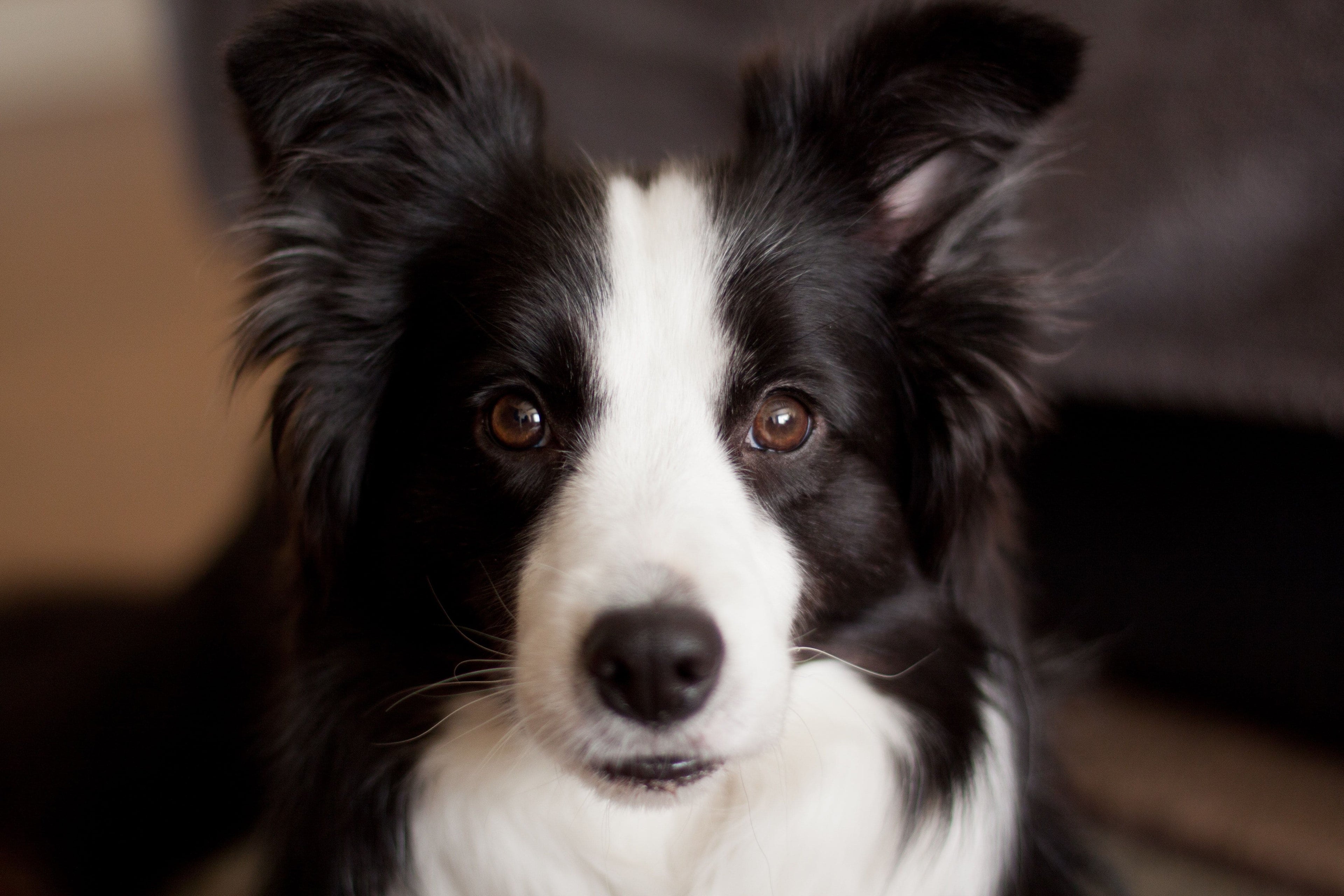 border-collie-alimentazione