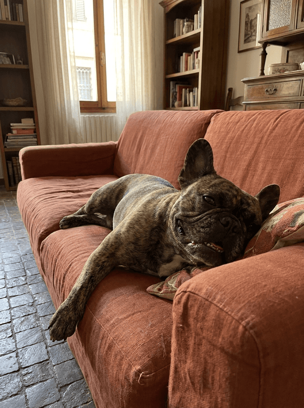 Bulldog Francese adulto con orecchie a pipistrello su sfondo neutro, guida alla razza