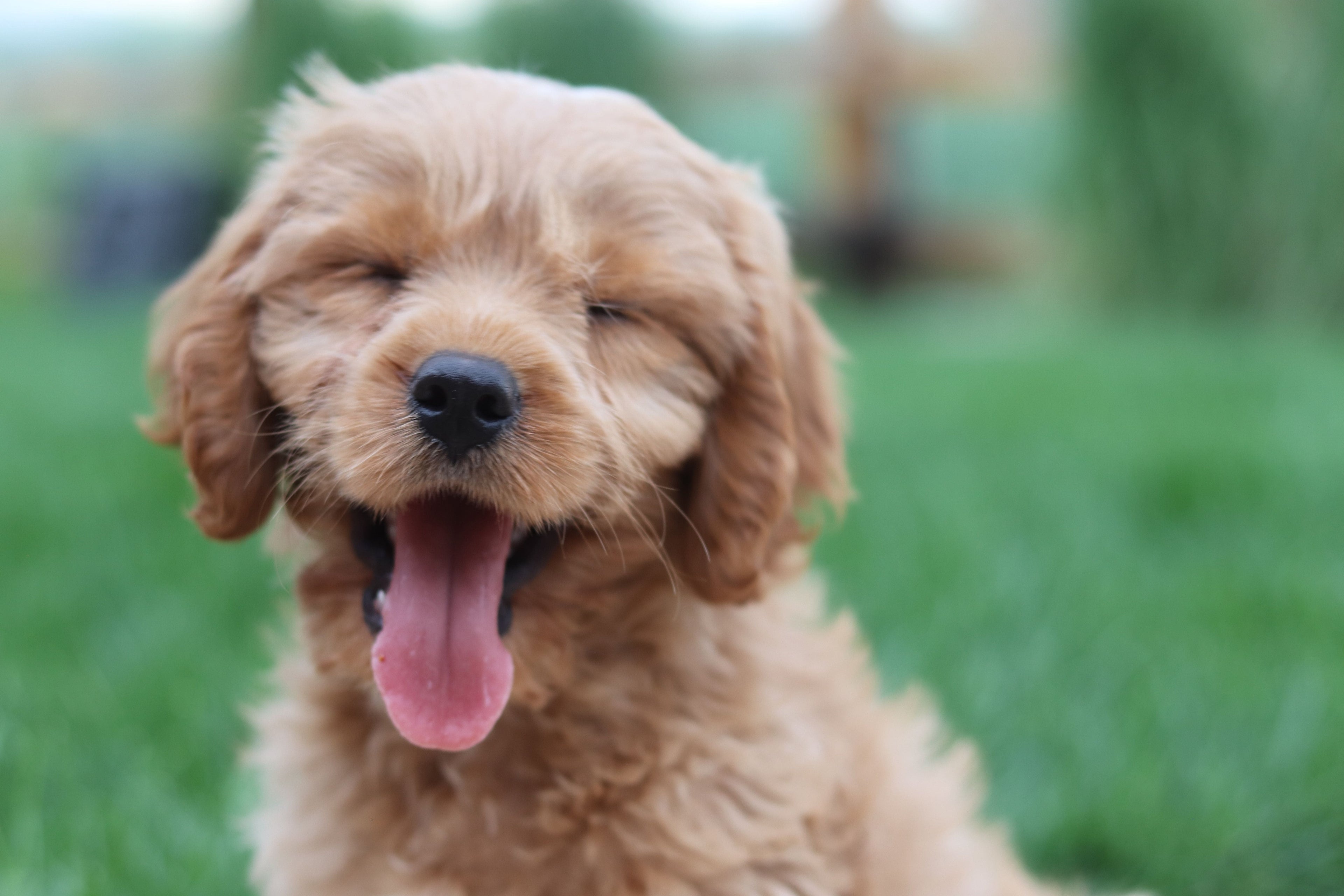 I buoni propositi di Fido per l’anno nuovo