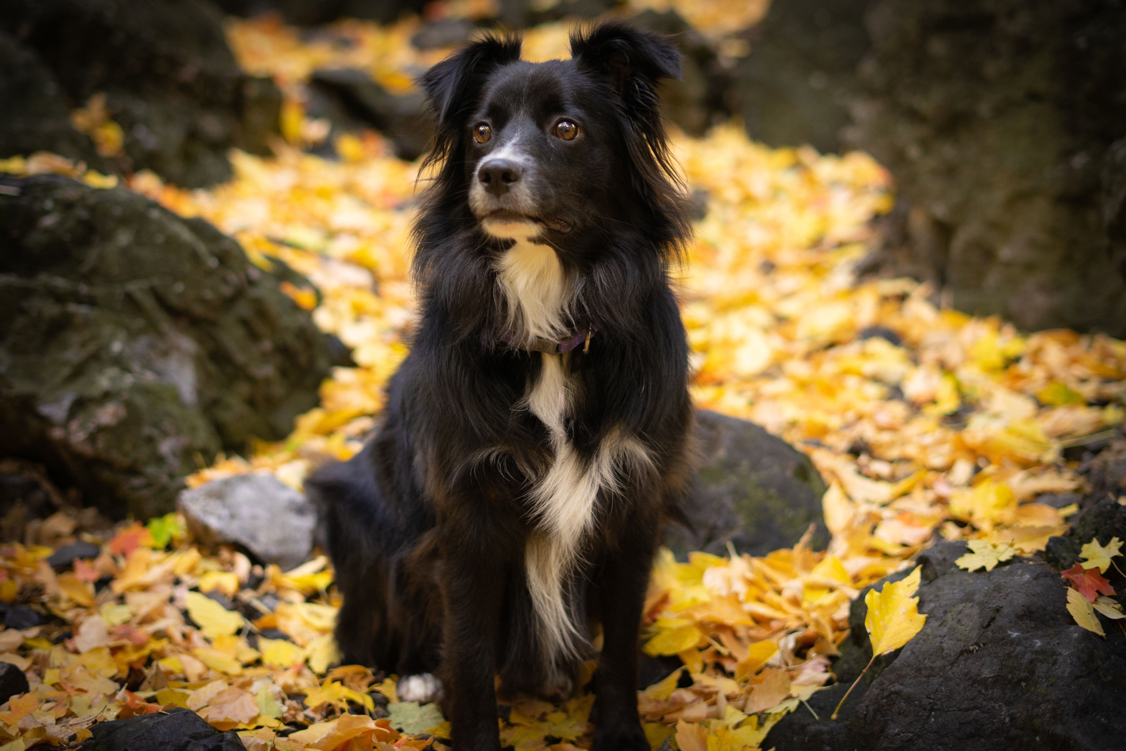 Come gestire il calore del tuo cane