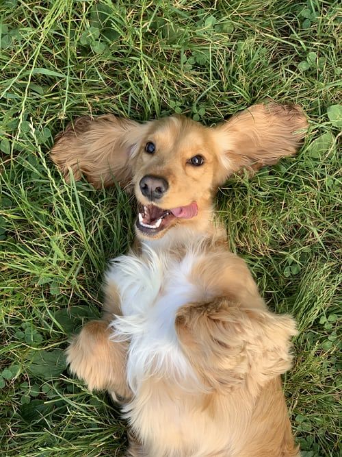 Come pulire i denti del cane? Lo spazzolino per cani è la soluzione?