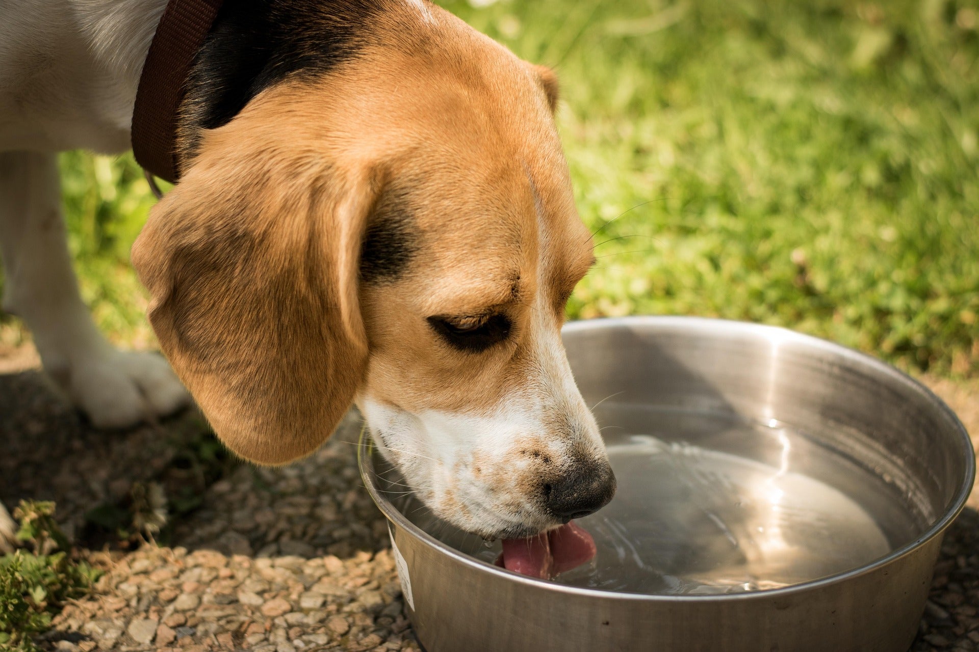 cane che beve acqua fresca da una ciotola sotto il sole estivo