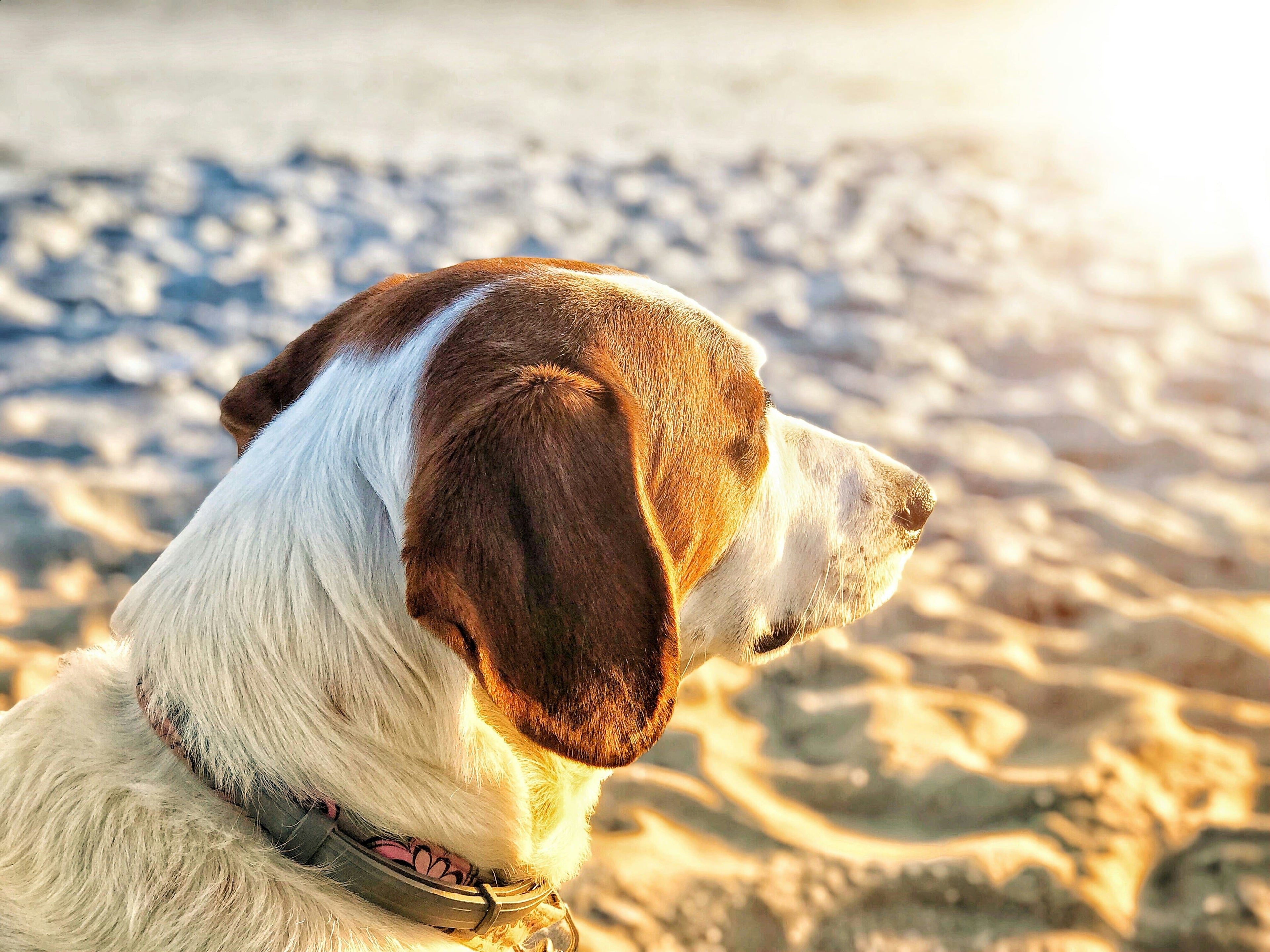 Il sole fa bene ai cani? Ecco come proteggerli
