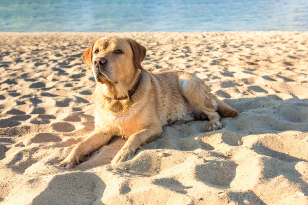cane anziano dal muso brizzolato riposa all'ombra in una giornata estiva