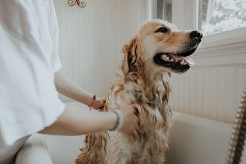 Cani e igiene: ogni quanto devo lavare il mio cane?