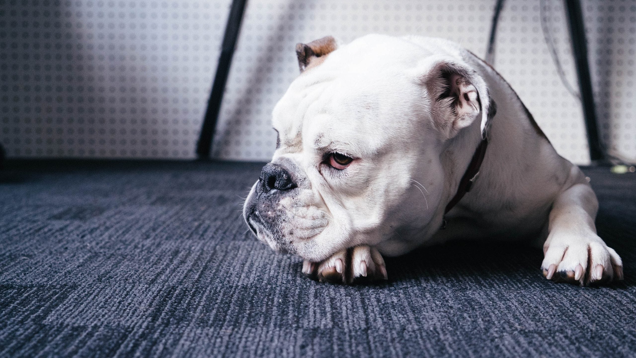 Mal di pancia, 5 consigli per cani con stomaco sensibile