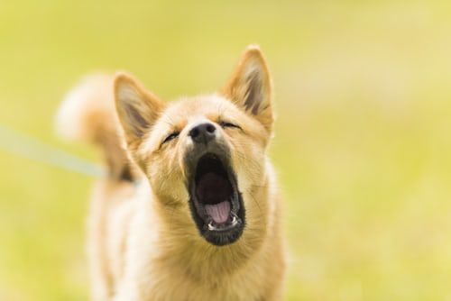 Perchè il mio cane ulula?