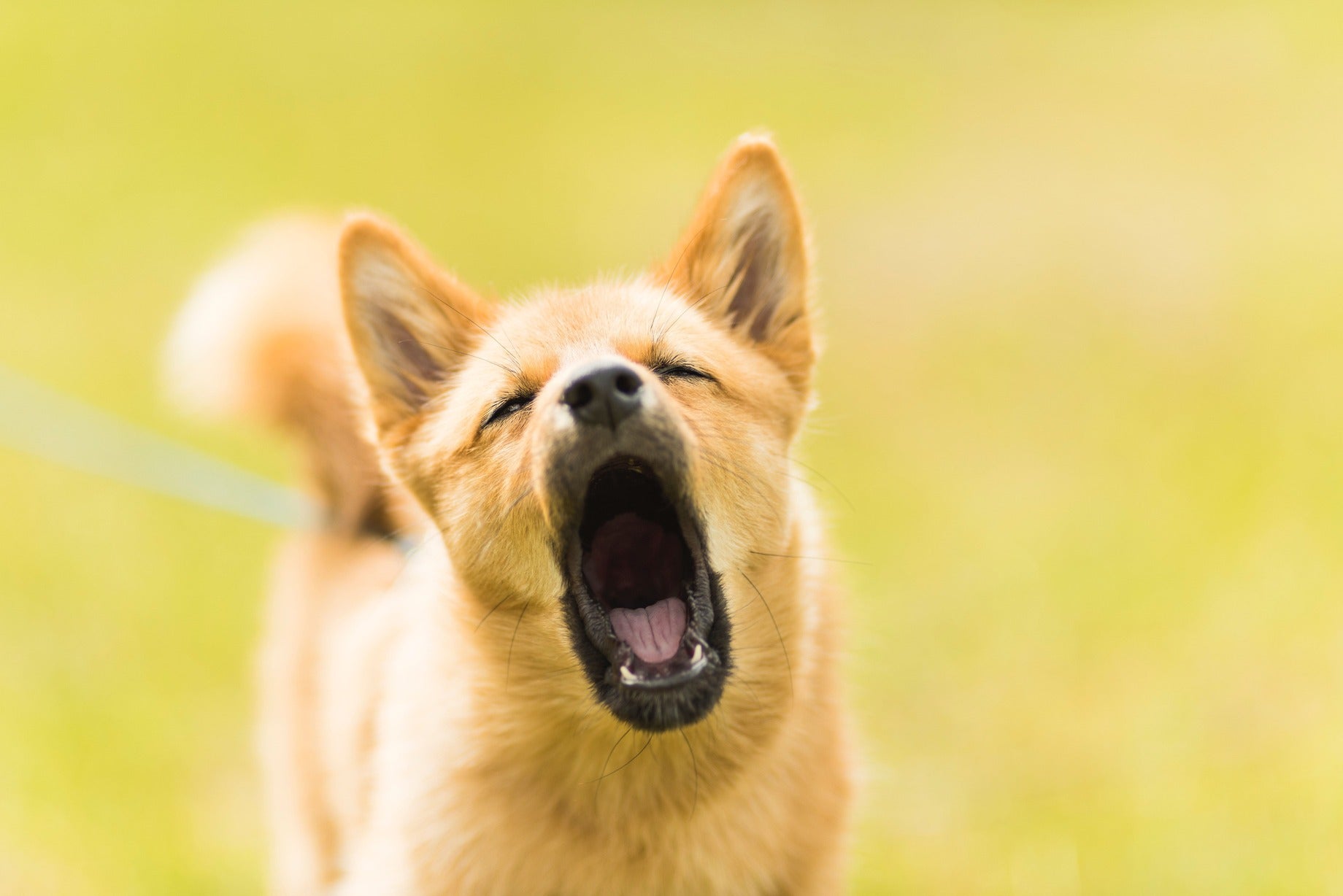 Il tuo cane abbia troppo? Scopri i motivi