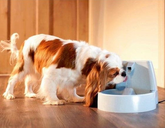 Quanta acqua deve bere il mio cane al giorno?