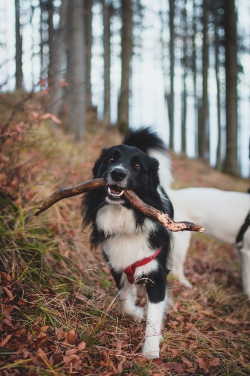 Consigli su come addestrare il tuo cane