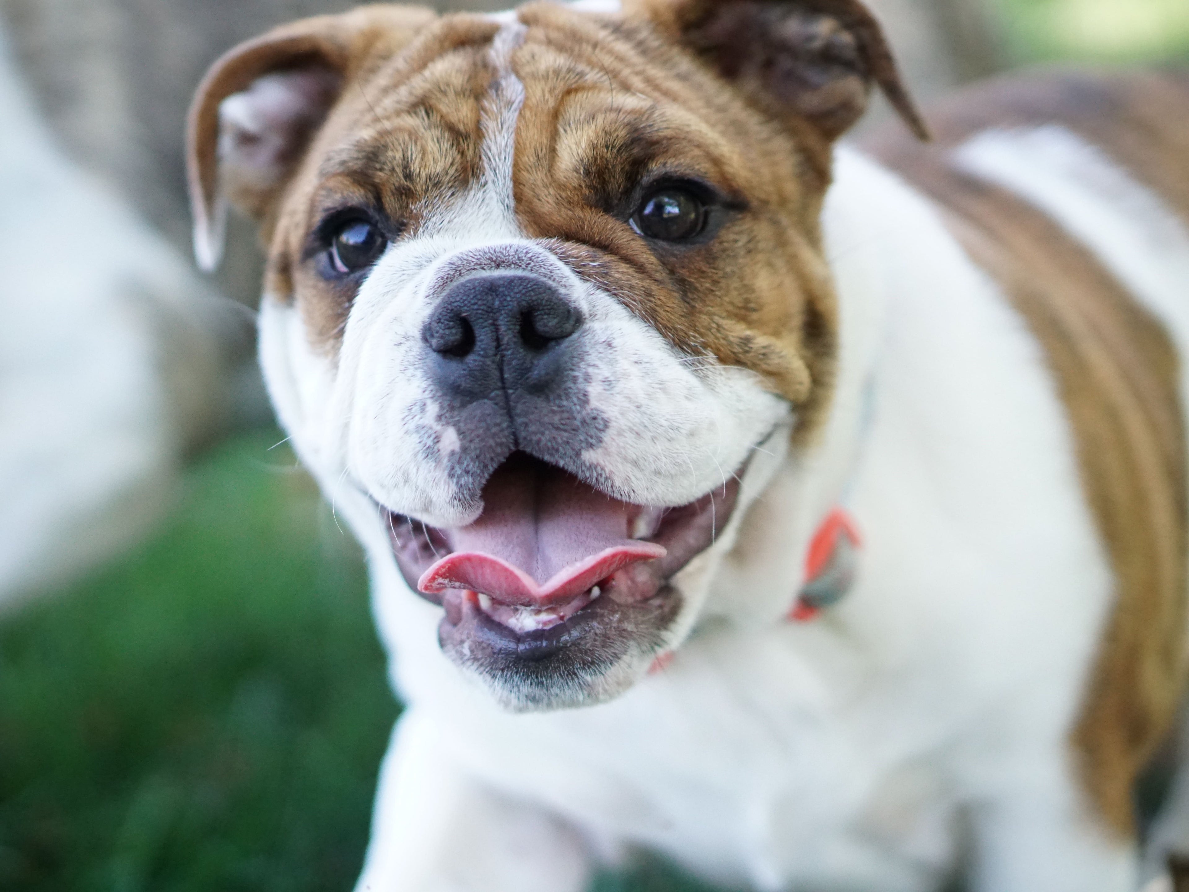 Il tuo cane sbava eccessivamente? Scopri le cause