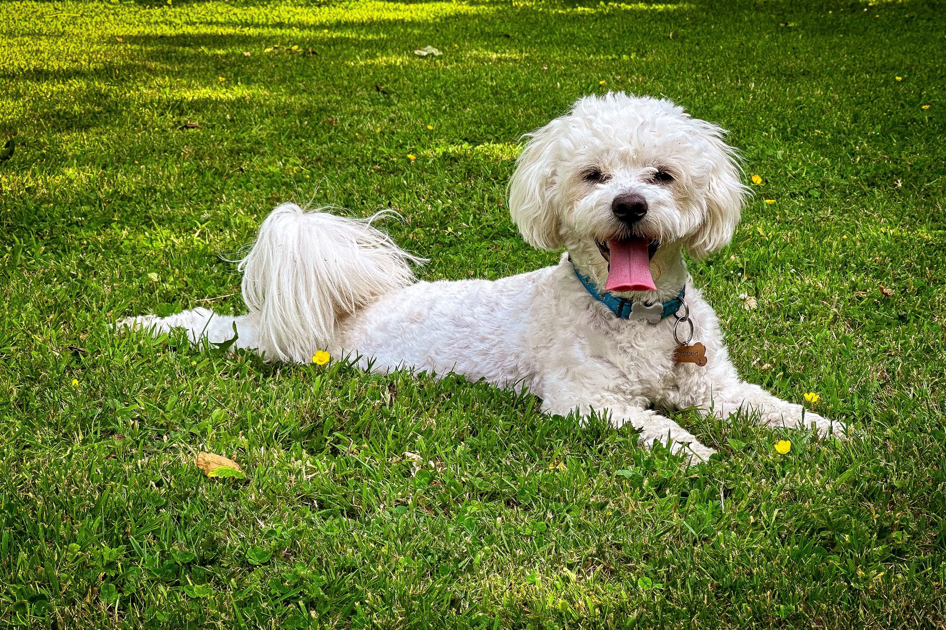 Perché i cani scodinzolano?