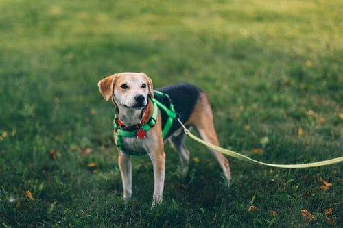 Meglio il collare o la pettorina per portare a passeggio il cane?
