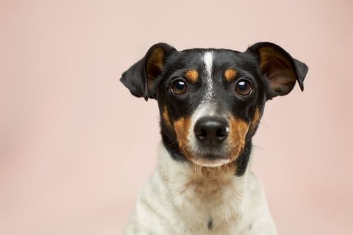 Snack per cani: quali scegliere e quando darli al tuo amico a quattro zampe?