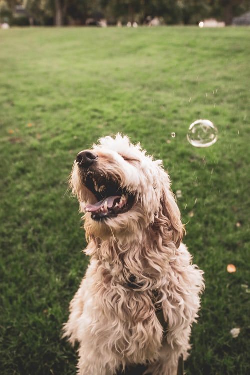 Tosse nel cane: Cause e rimedi