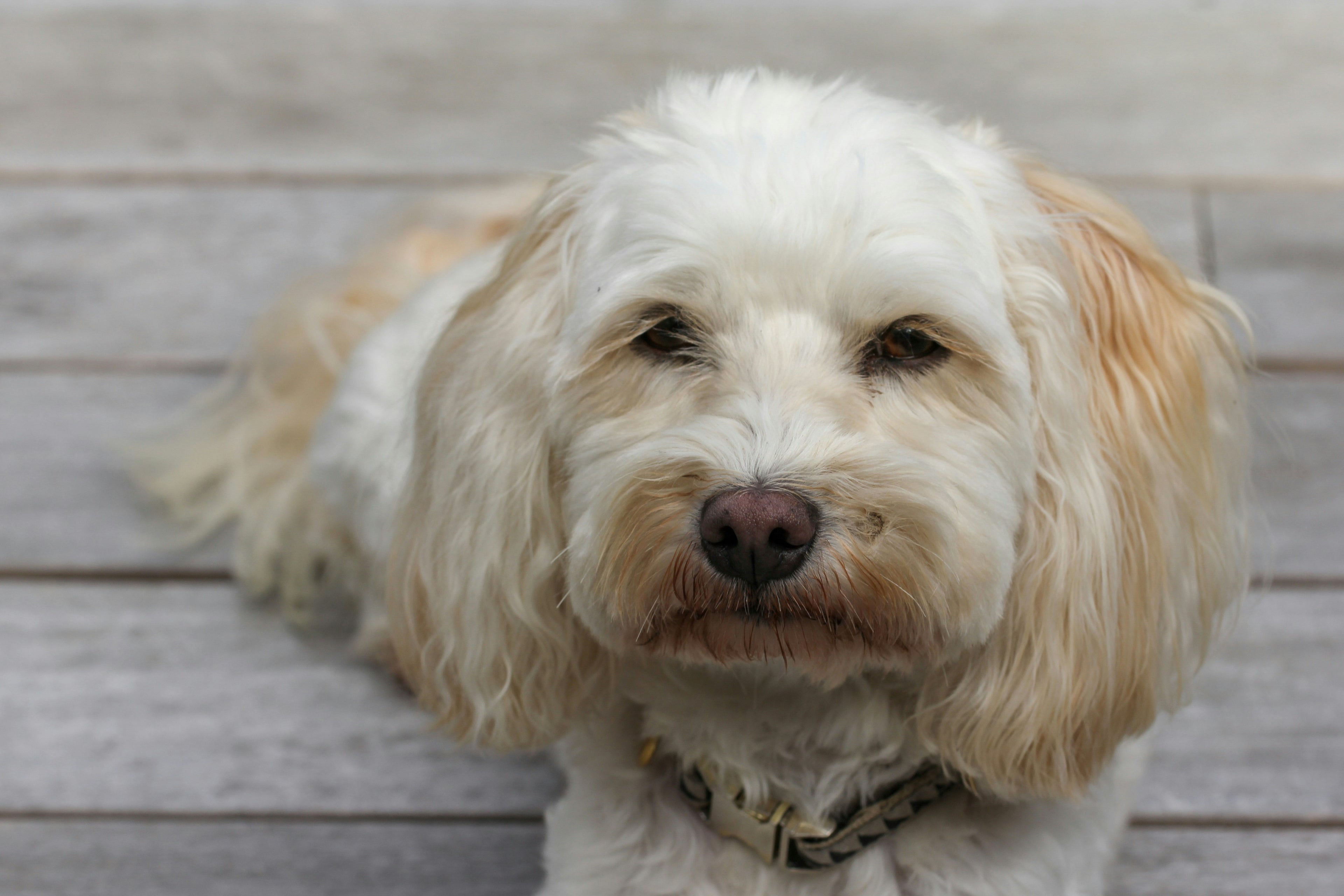 Come portare il cane dal veterinario senza stress (anche se ha paura)