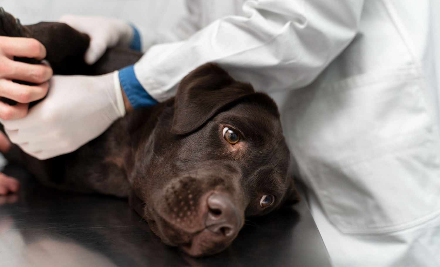 cane dal veterinario per sospetto di epilessia