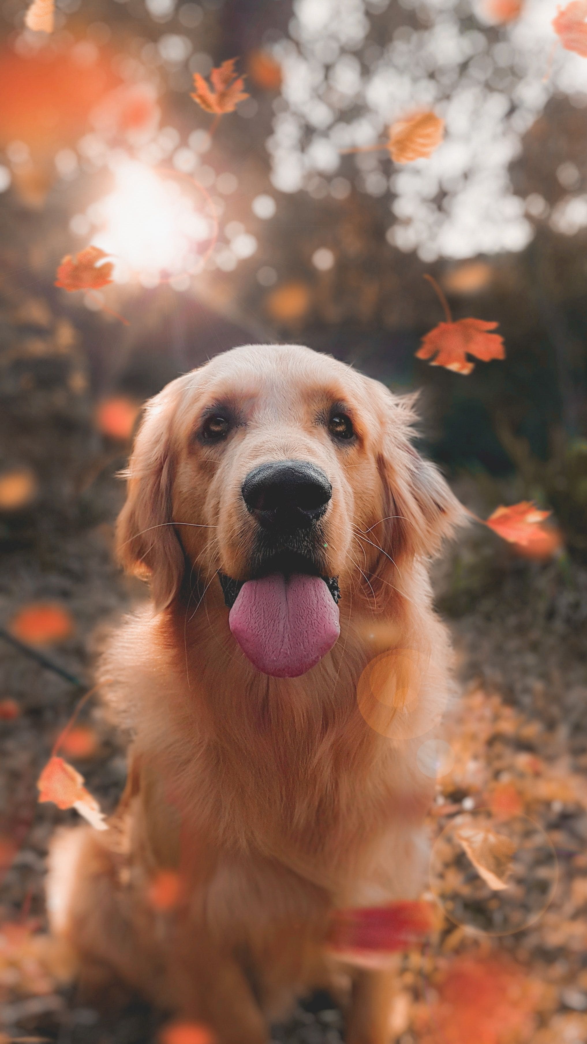 6 consigli per un Halloween a prova di cane