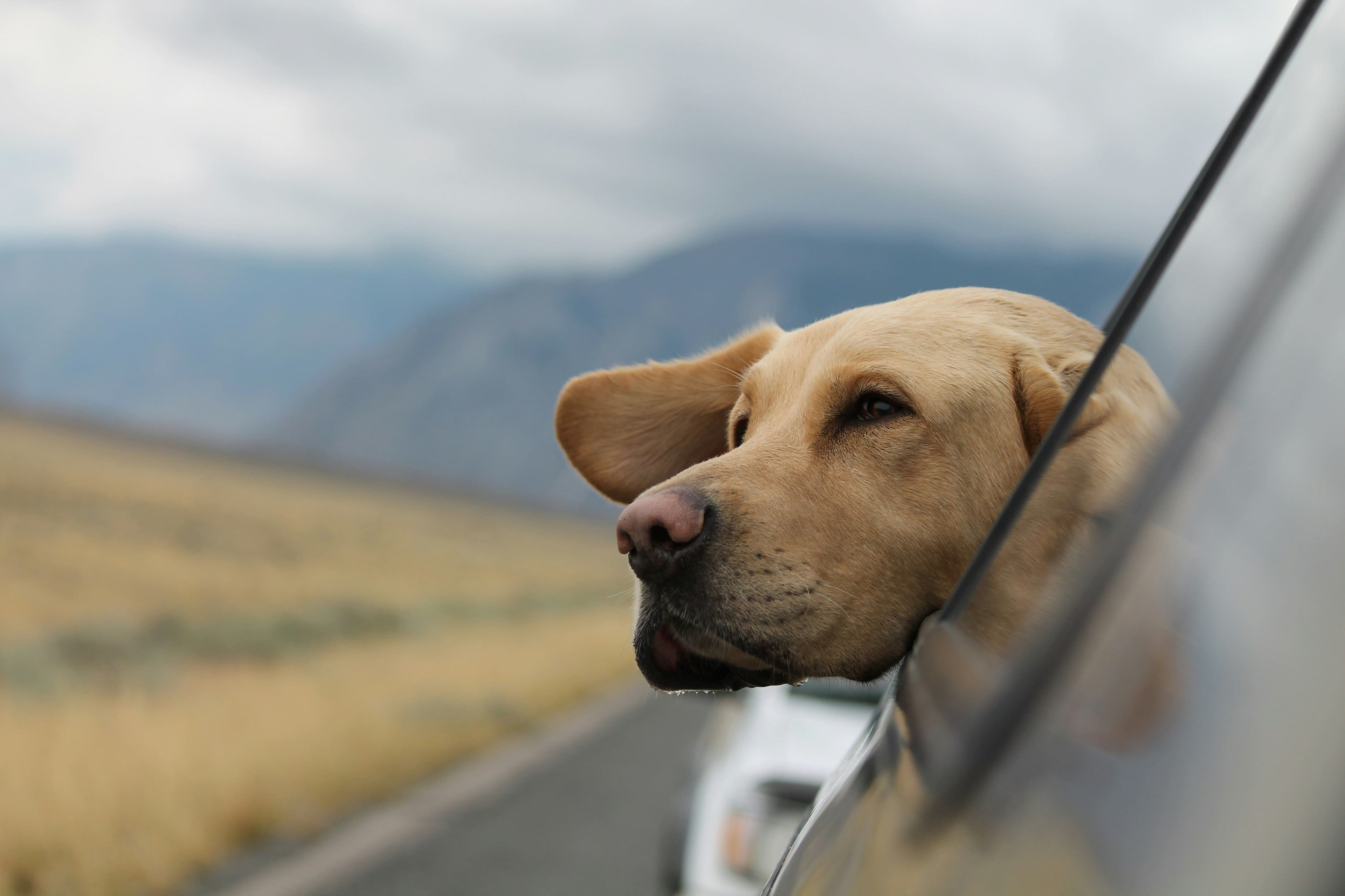 5 regole e consigli per viaggiare con il cane in macchina