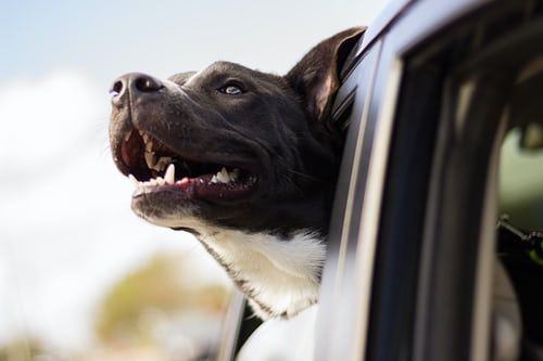 Consigli per gestire al meglio le tue vacanze con il cane