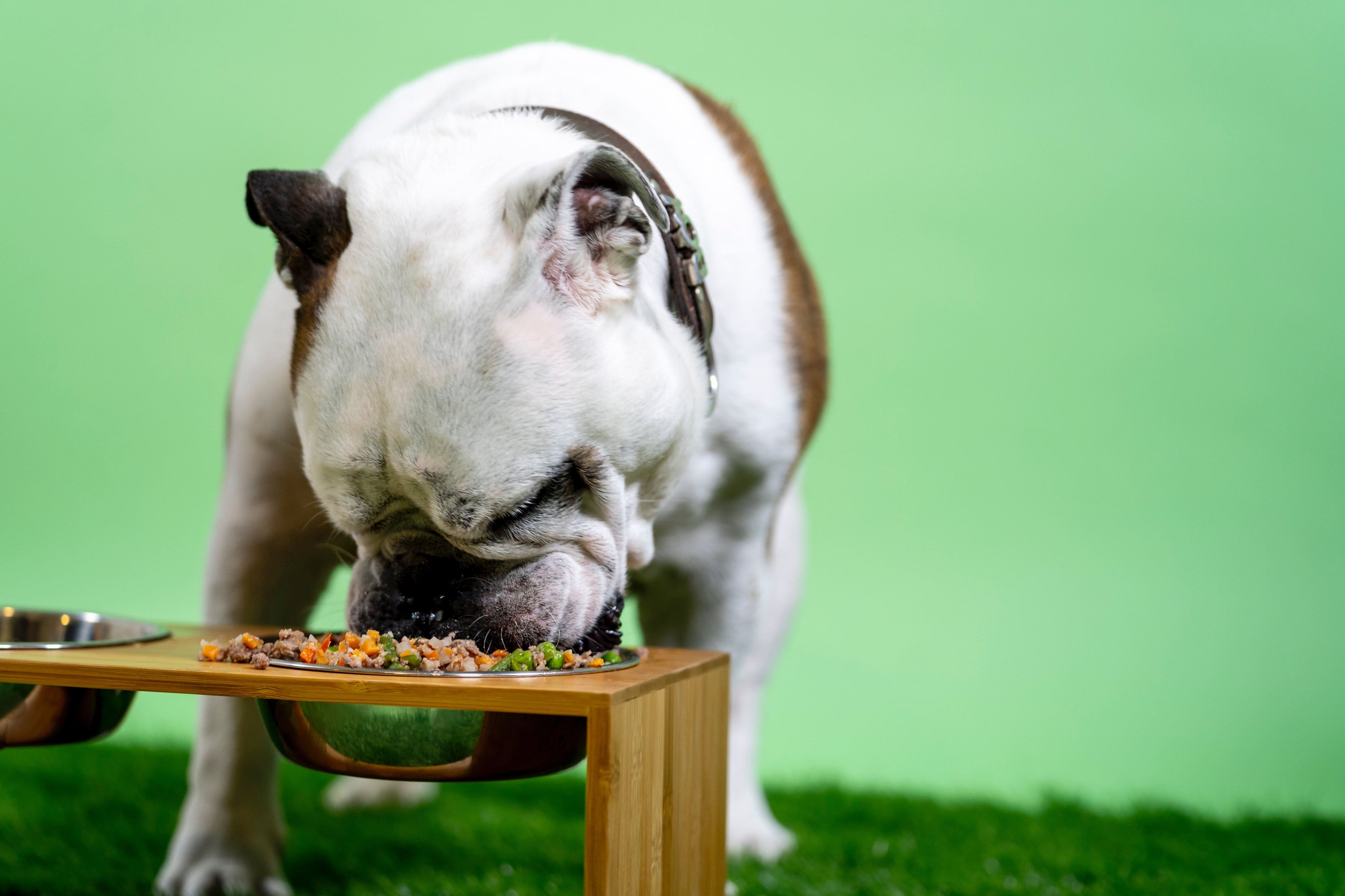 Perché il tuo cane non dovrebbe mangiare troppo velocemente?