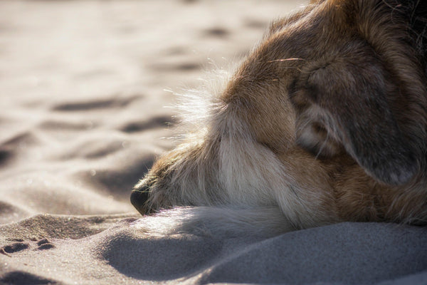 Cane in vacanza al mare: guida pratica alla prima volta in spiaggia