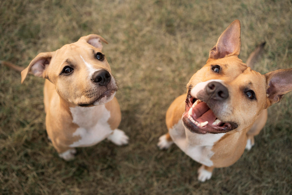 cane maschio o femmina? due adorabili cani pitbull che guardano verso la fotocamera